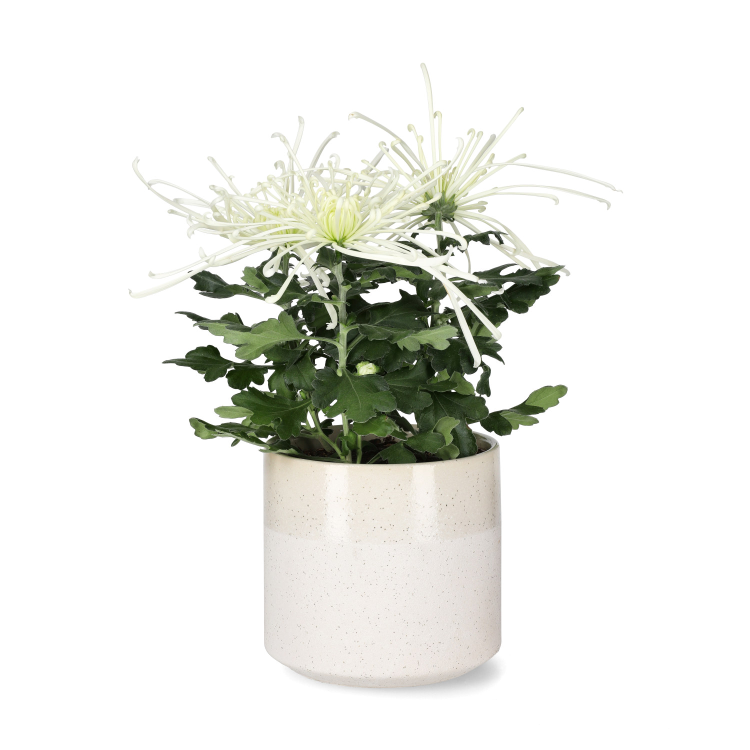 Krysantemum 'Fireworks'