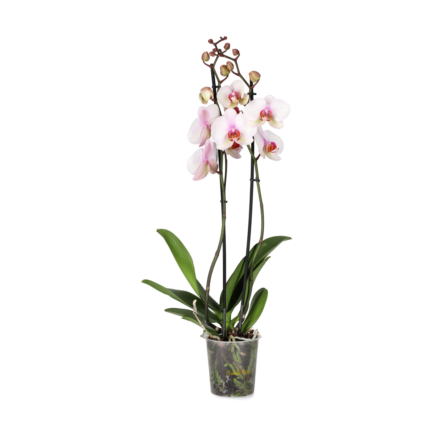 Phalaenopsis