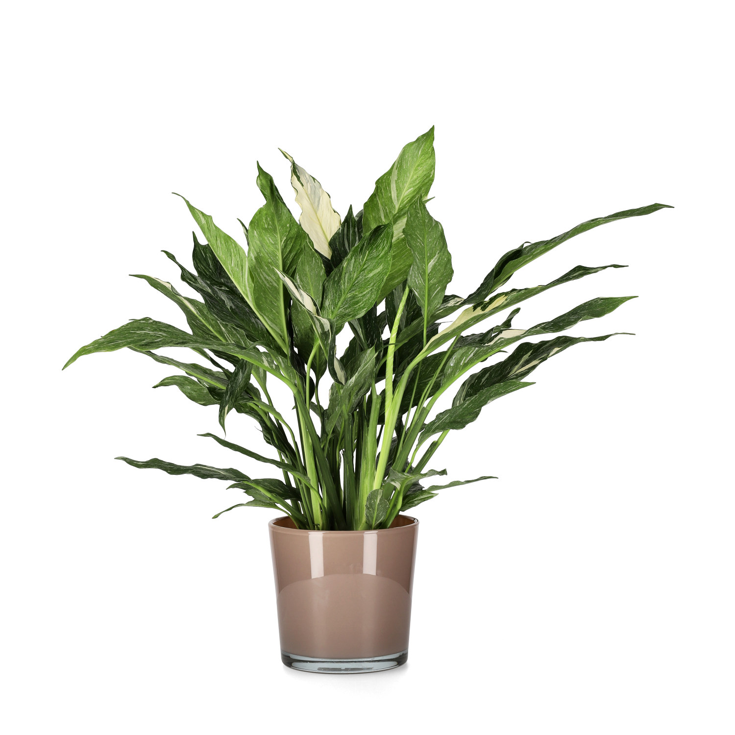 Fredskalla 'Diamond'