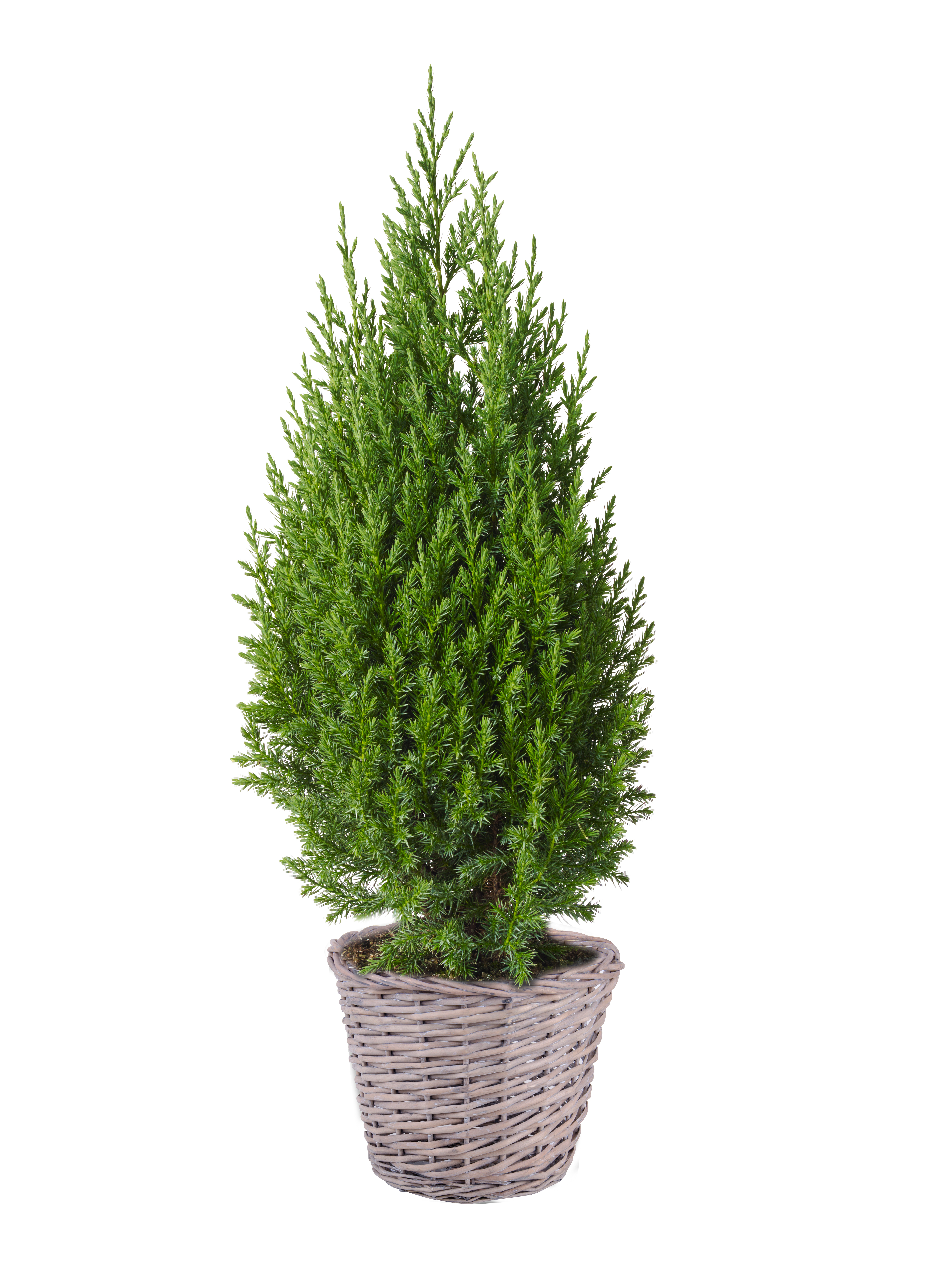 Edith basket D23 willow