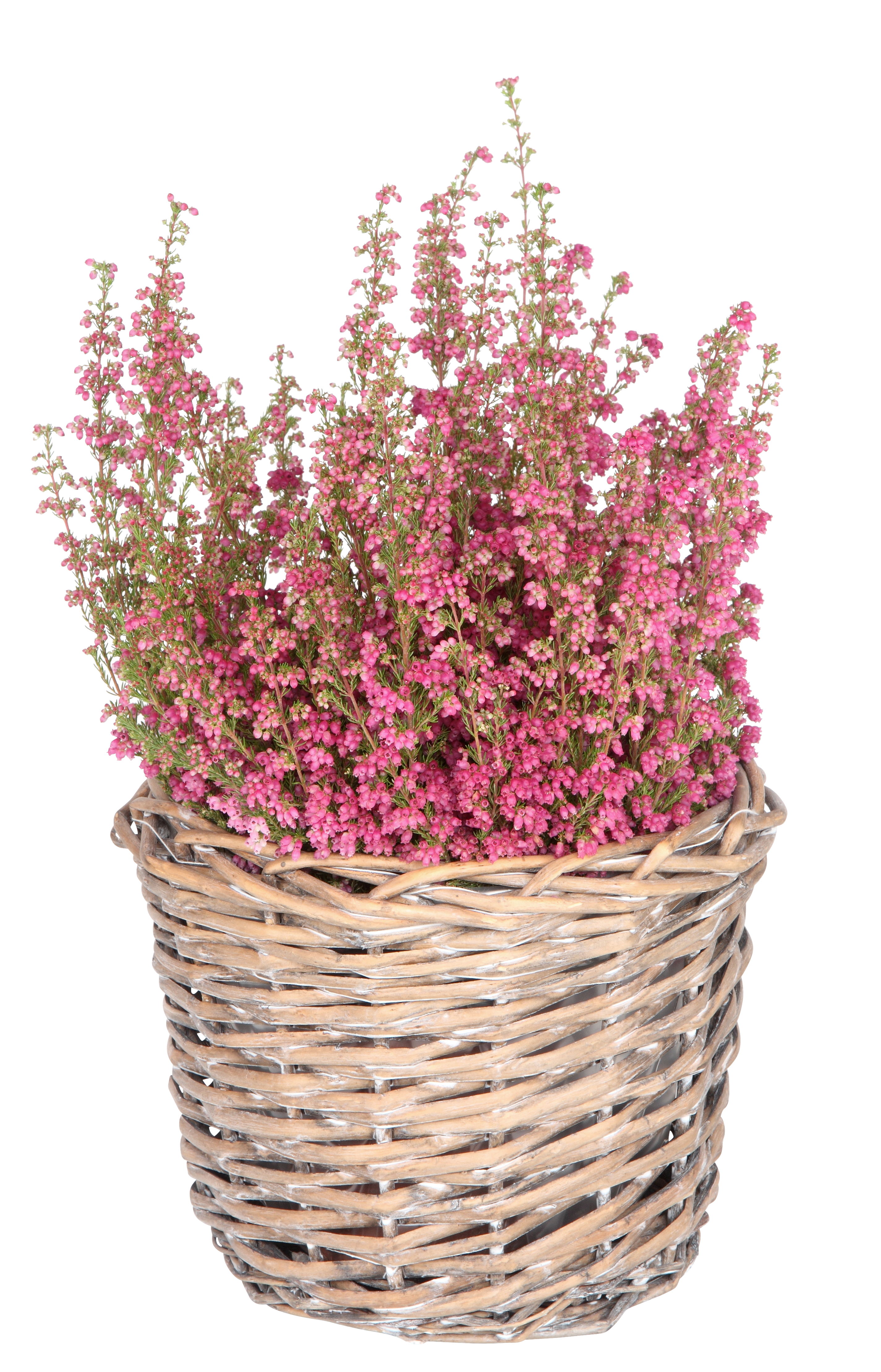 Edith basket D28 willow