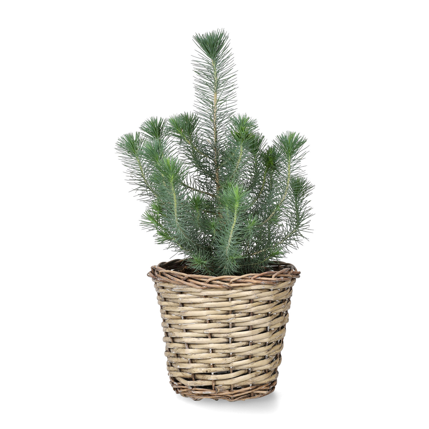 Edith basket D23 willow