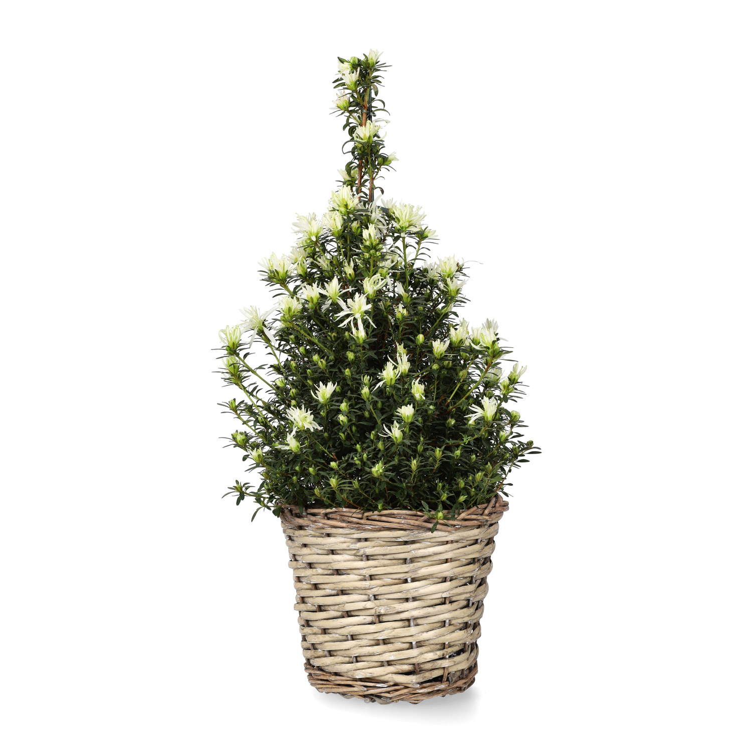 Edith basket D23 willow