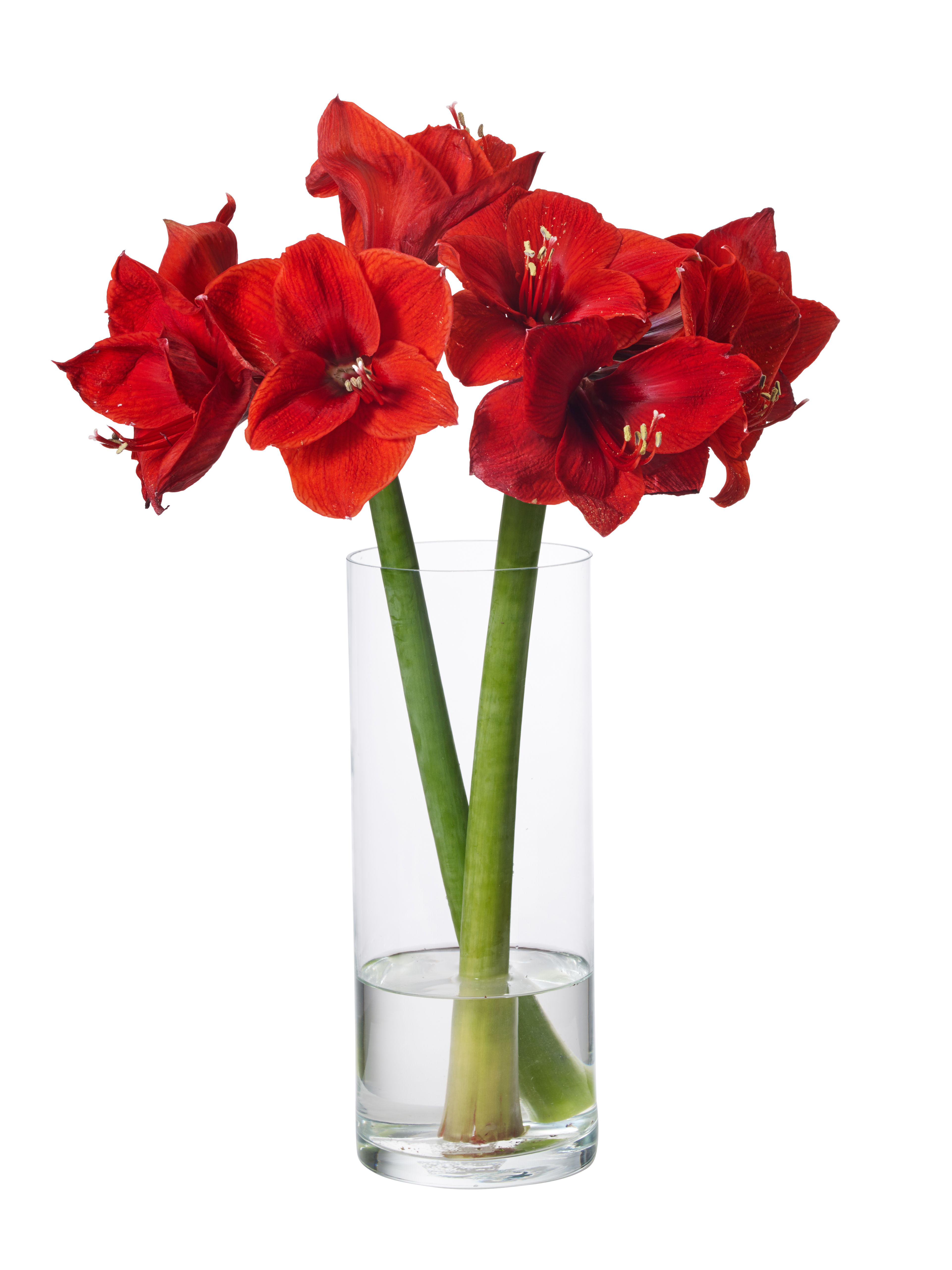 Jennifer vase H30 glass