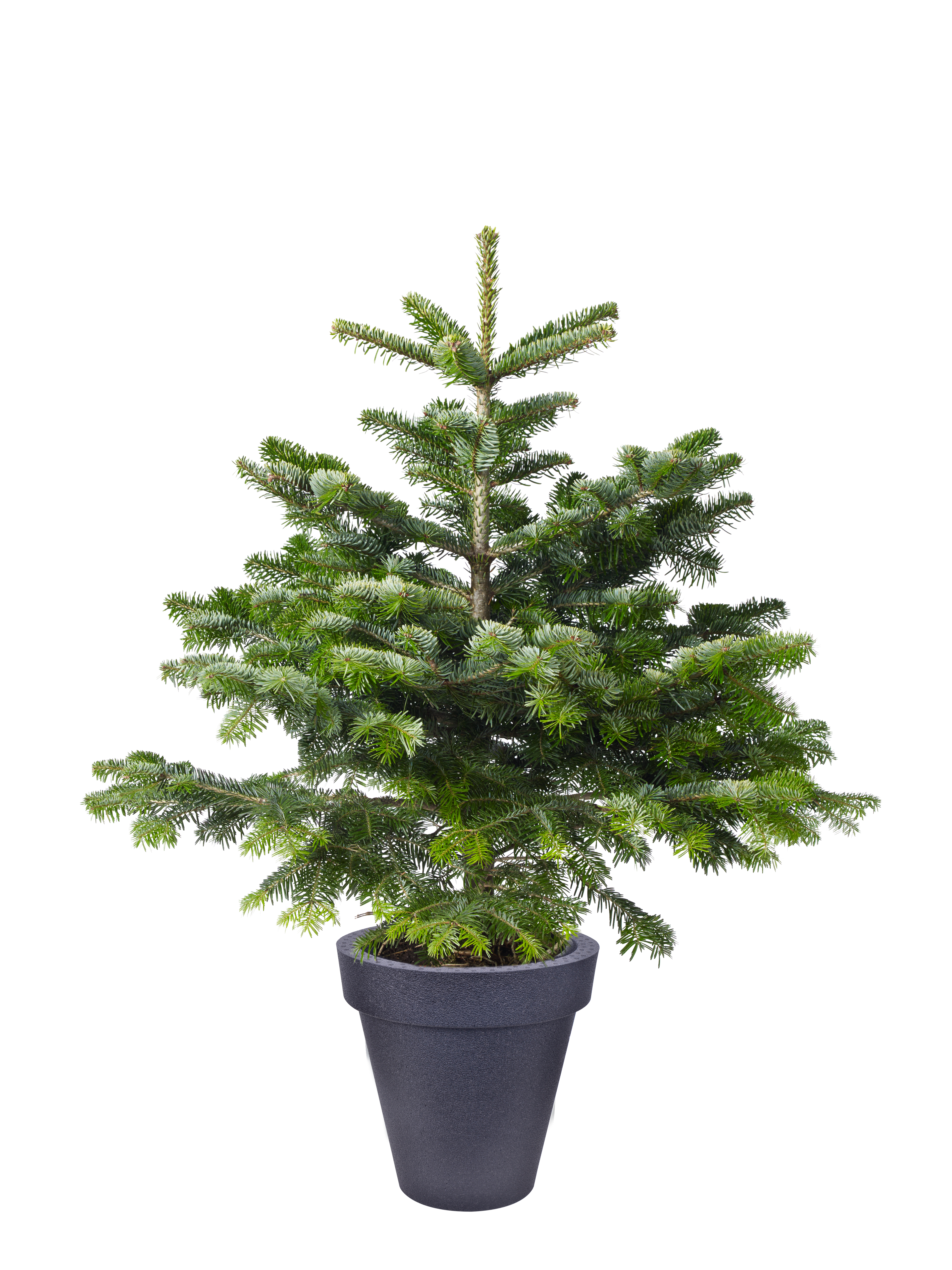 Milla isolation pot D39 black