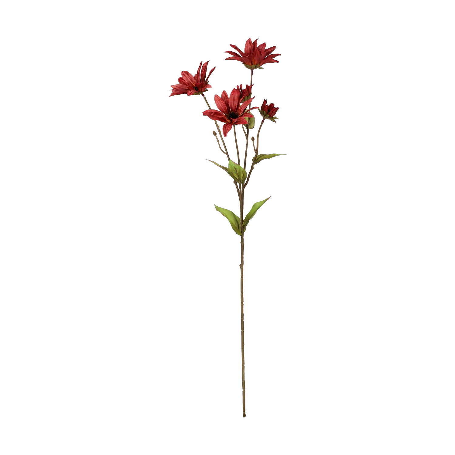 Echinacea cut flower H74 burgundy