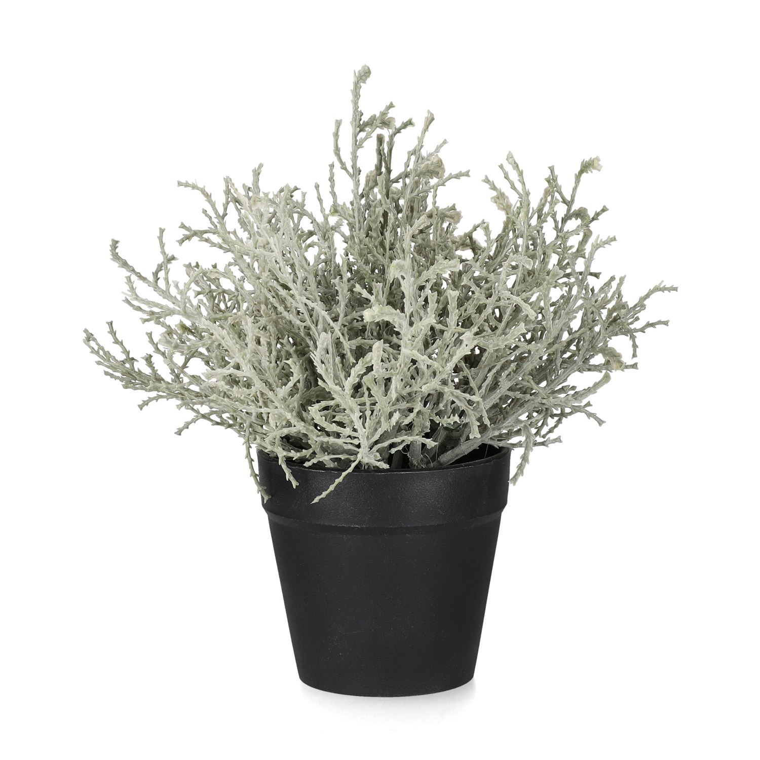 Calocephalus in pot H18 grey