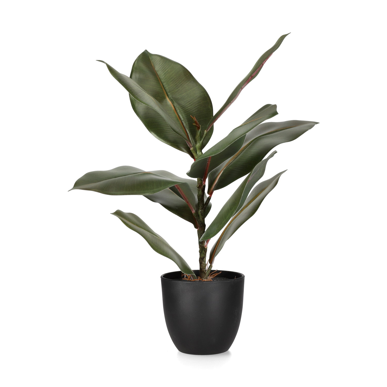 Rubber tree in pot H40 green