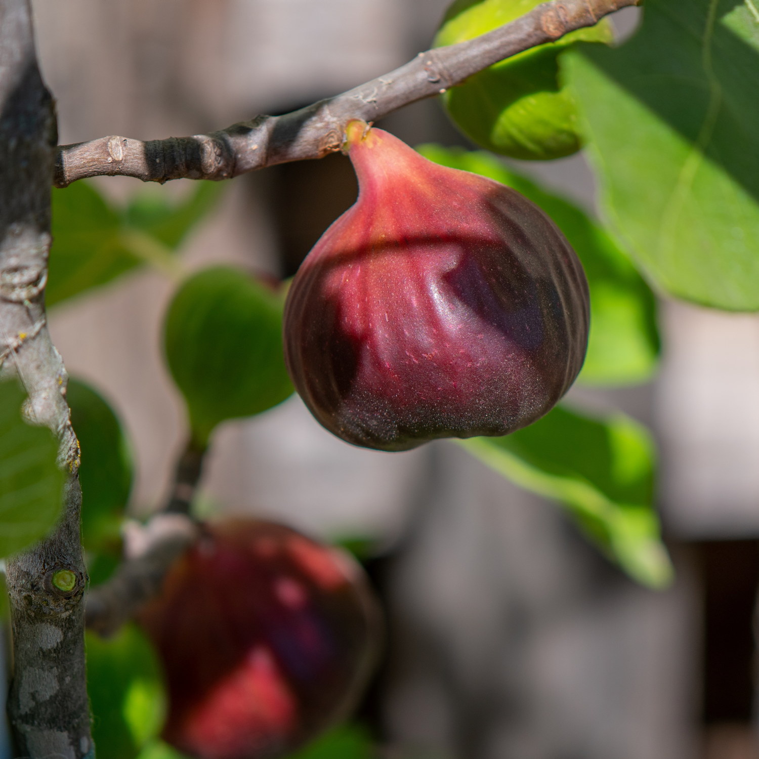 Fikon 'Brown Turkey'