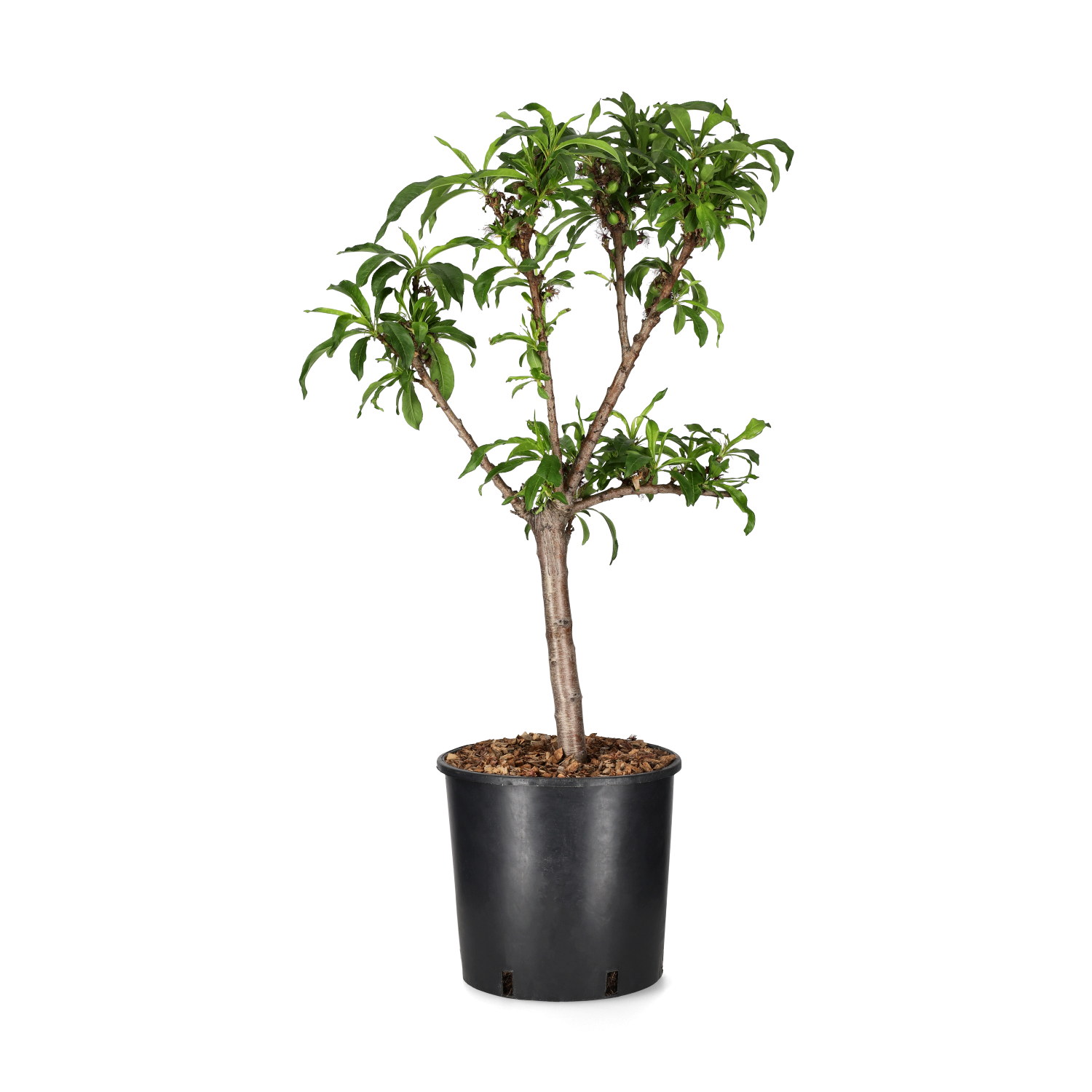 Prunus nucipersica 'Nana Silver Prolific' C 10