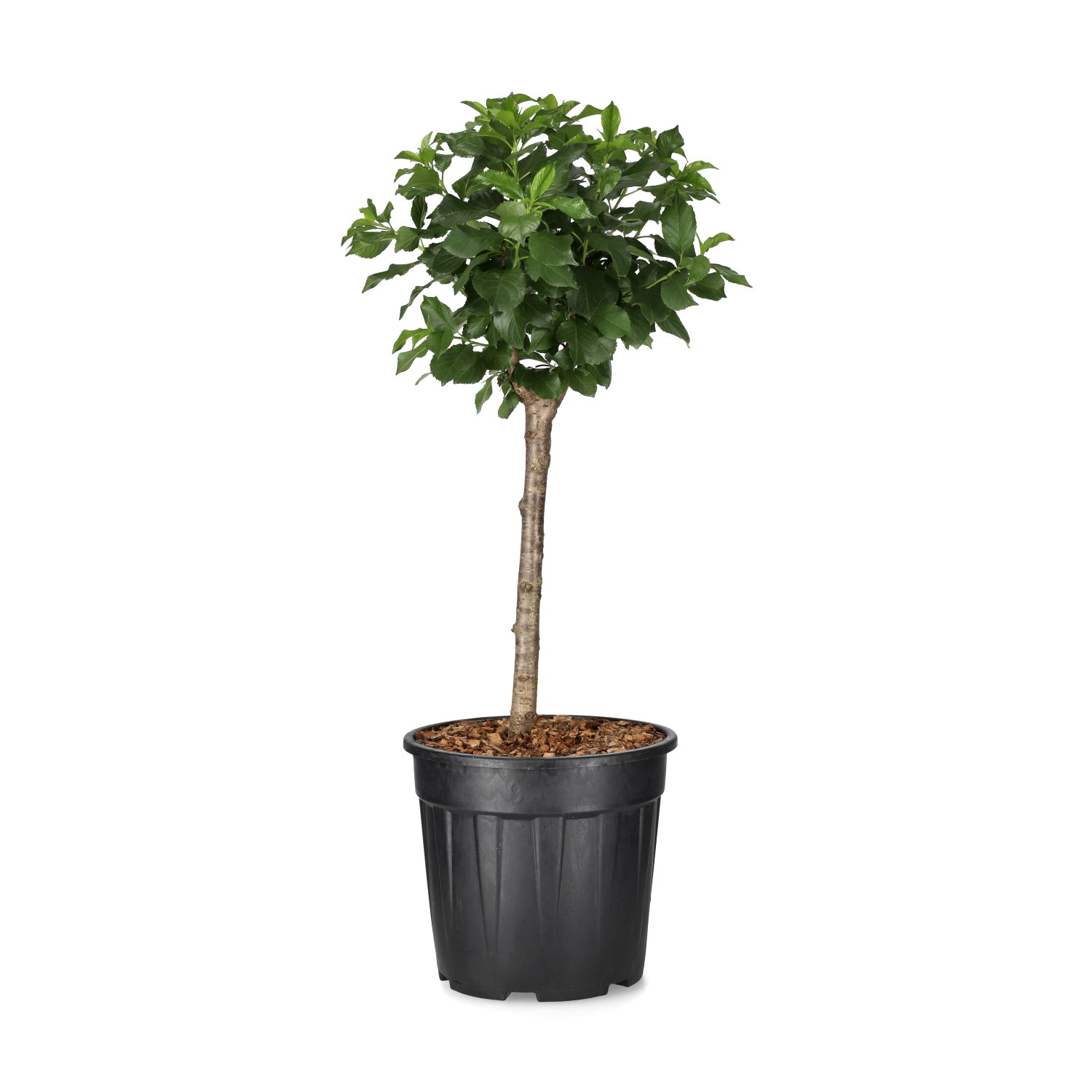 Prunus avium 'Nana Garden Bing' C 10