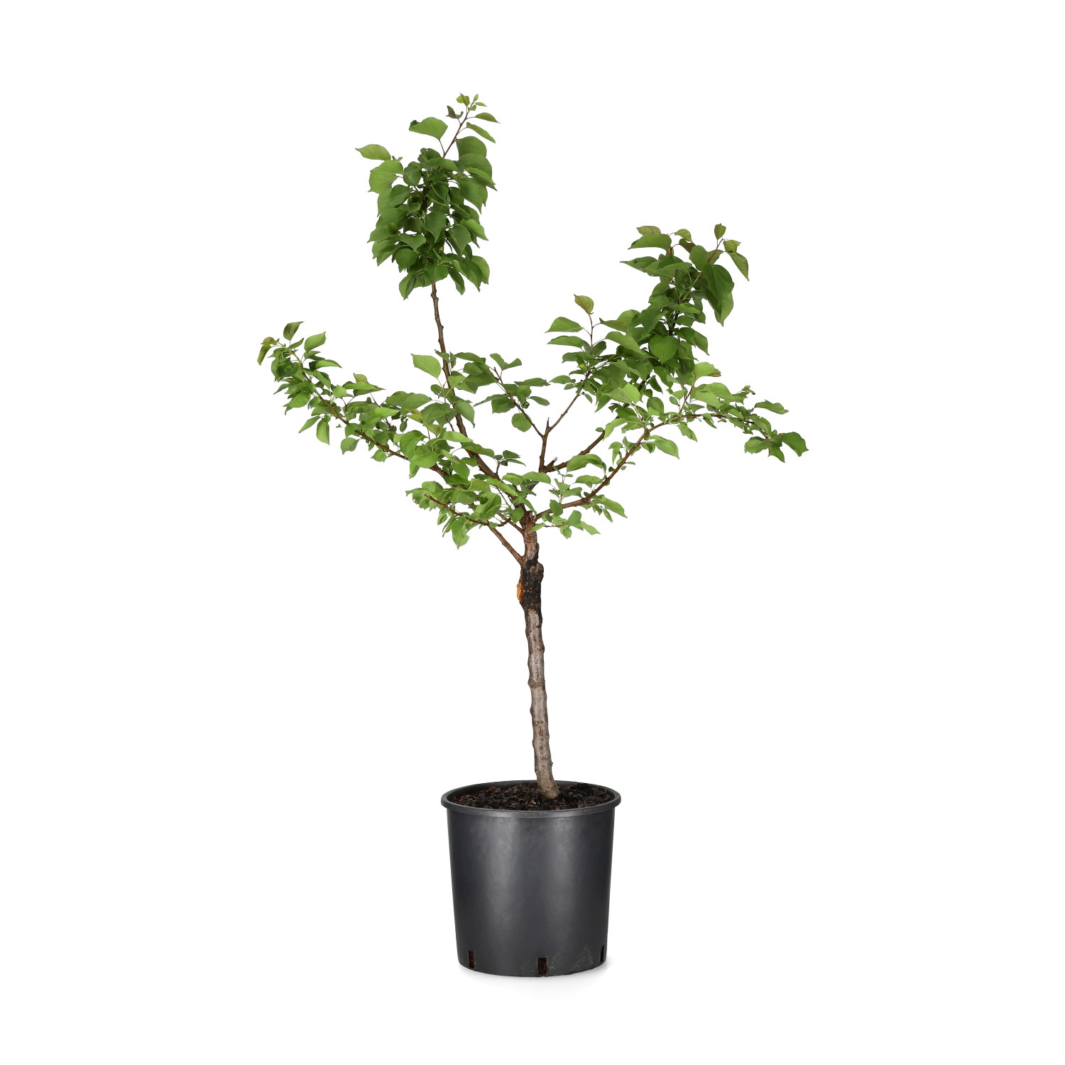 Prunus armeniaca 'Nana Aprigold' C 10