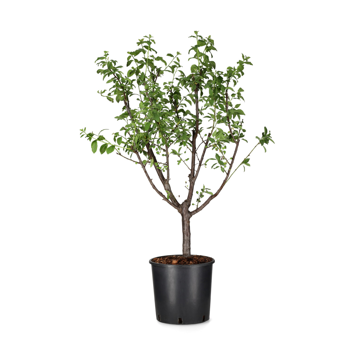 Prunus domestica 'Nana Gold Dust' C 10