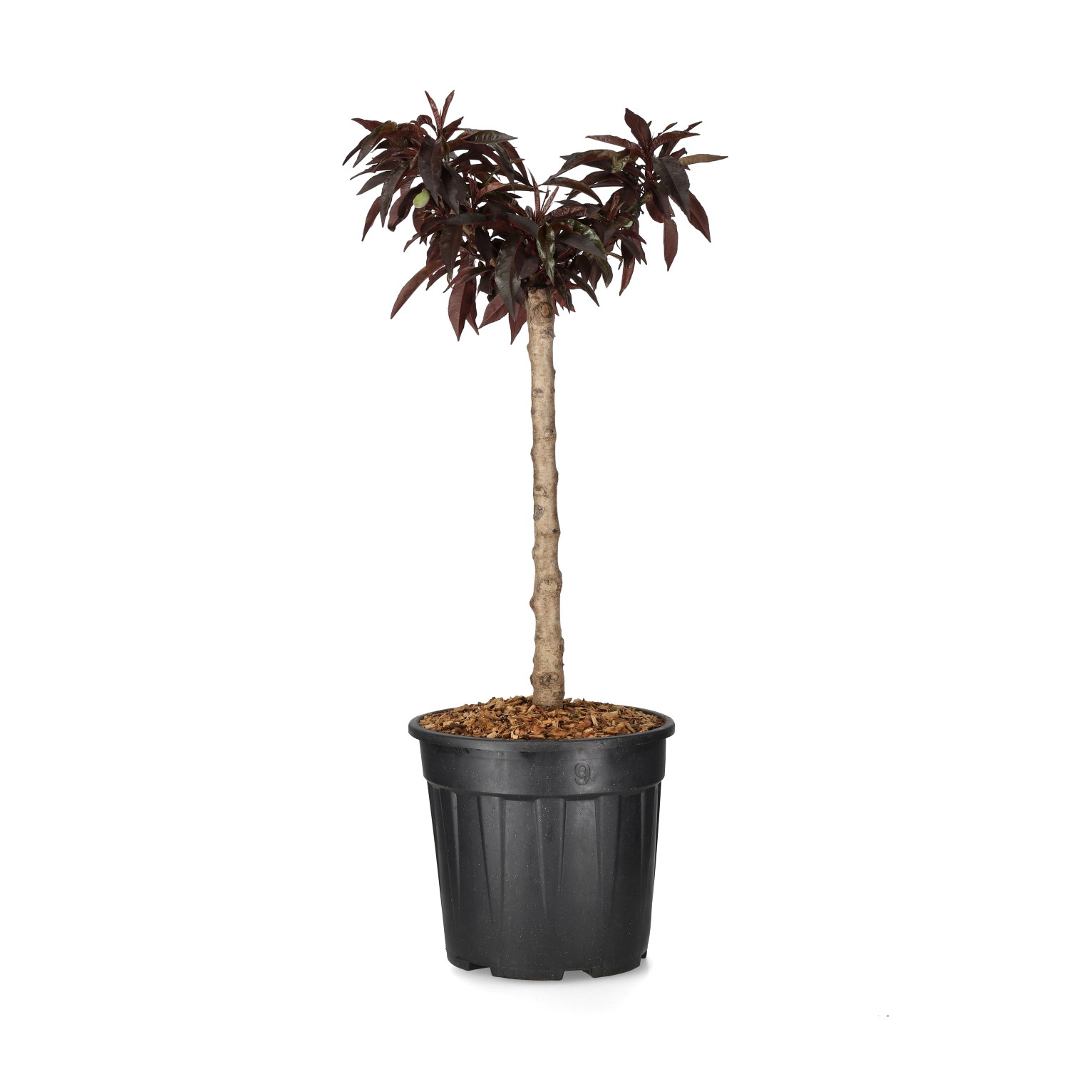 Dvärgpersika CRIMSON BONFIRE®