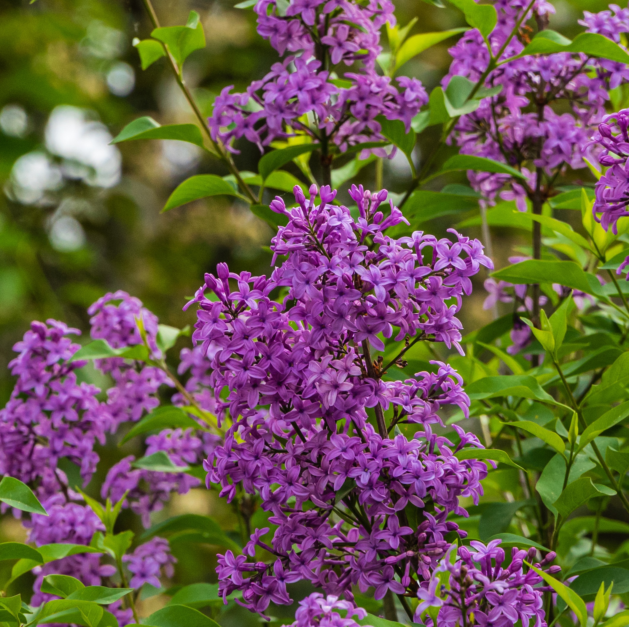 Syringa BLOOMERANG DARK PURPLE stem 60cm 7,5L