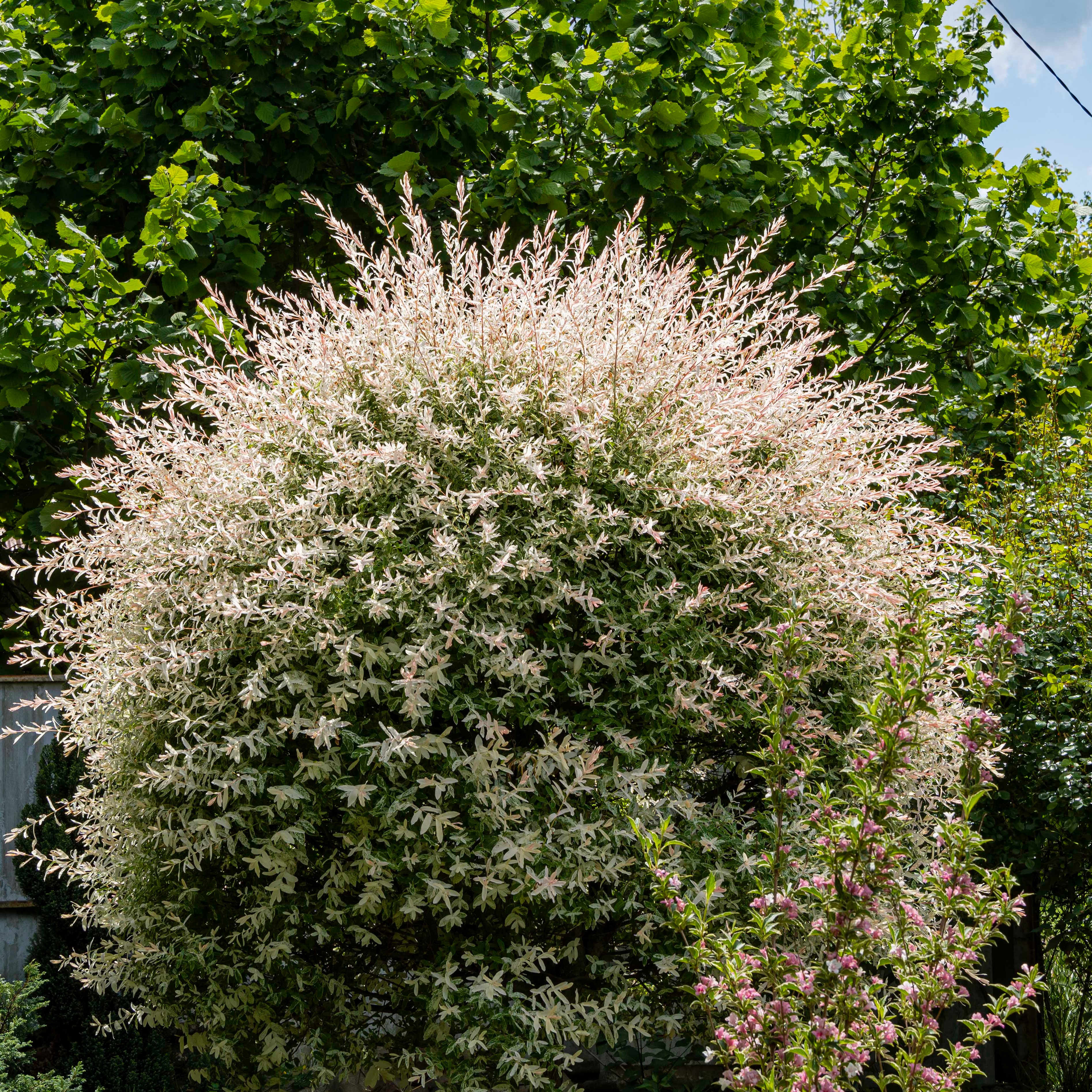 Salix integra 'Hakuro Nishiki'  C 15 XXL