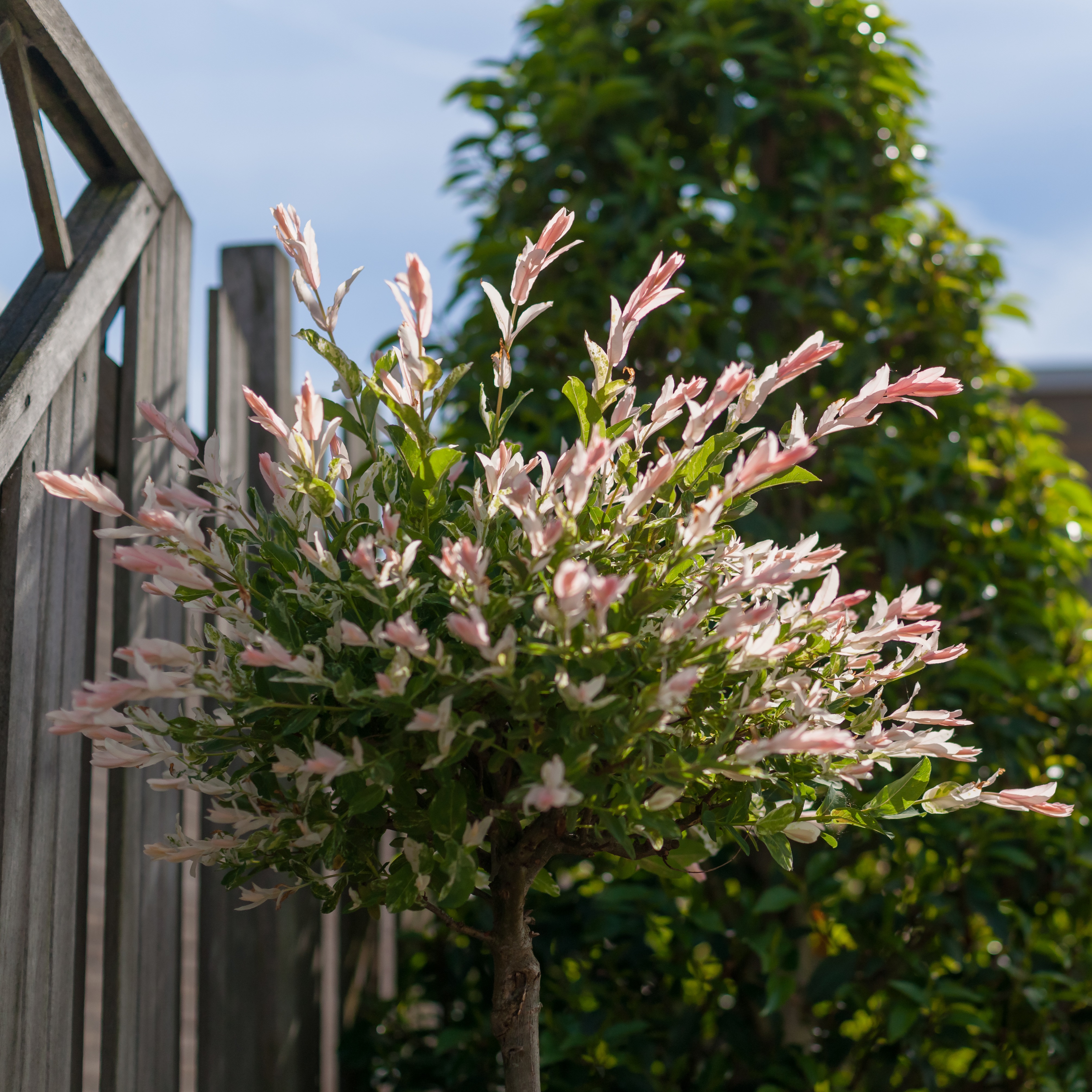 Salix integra 'Hakuro Nishiki'  C 15 XXL