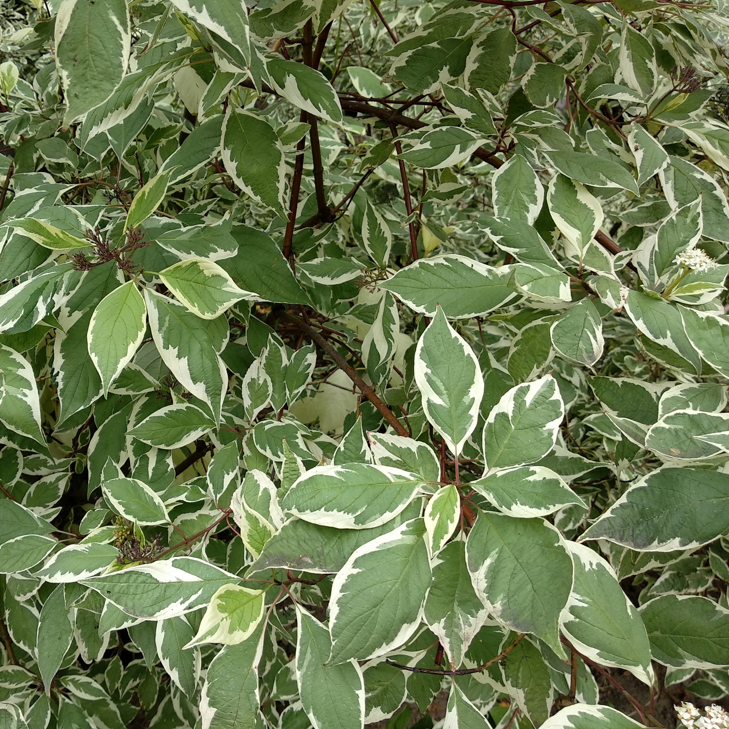 Ivory Halo Dogwood buske