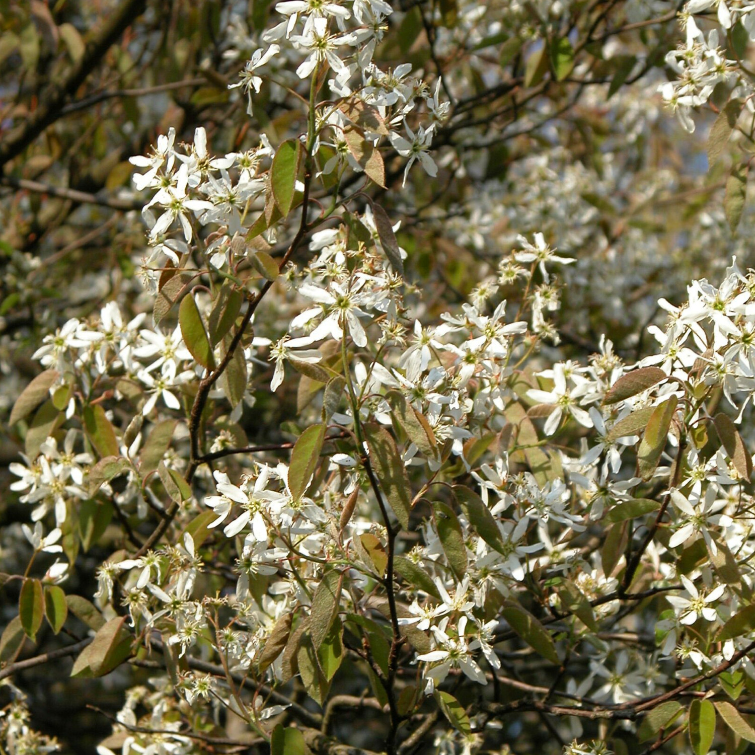 Amelanchier lamarckii 3,5L