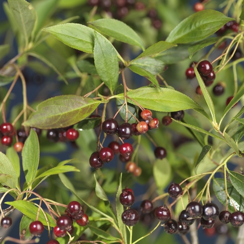 Aronia melanocarpa Glorie E 3,5L