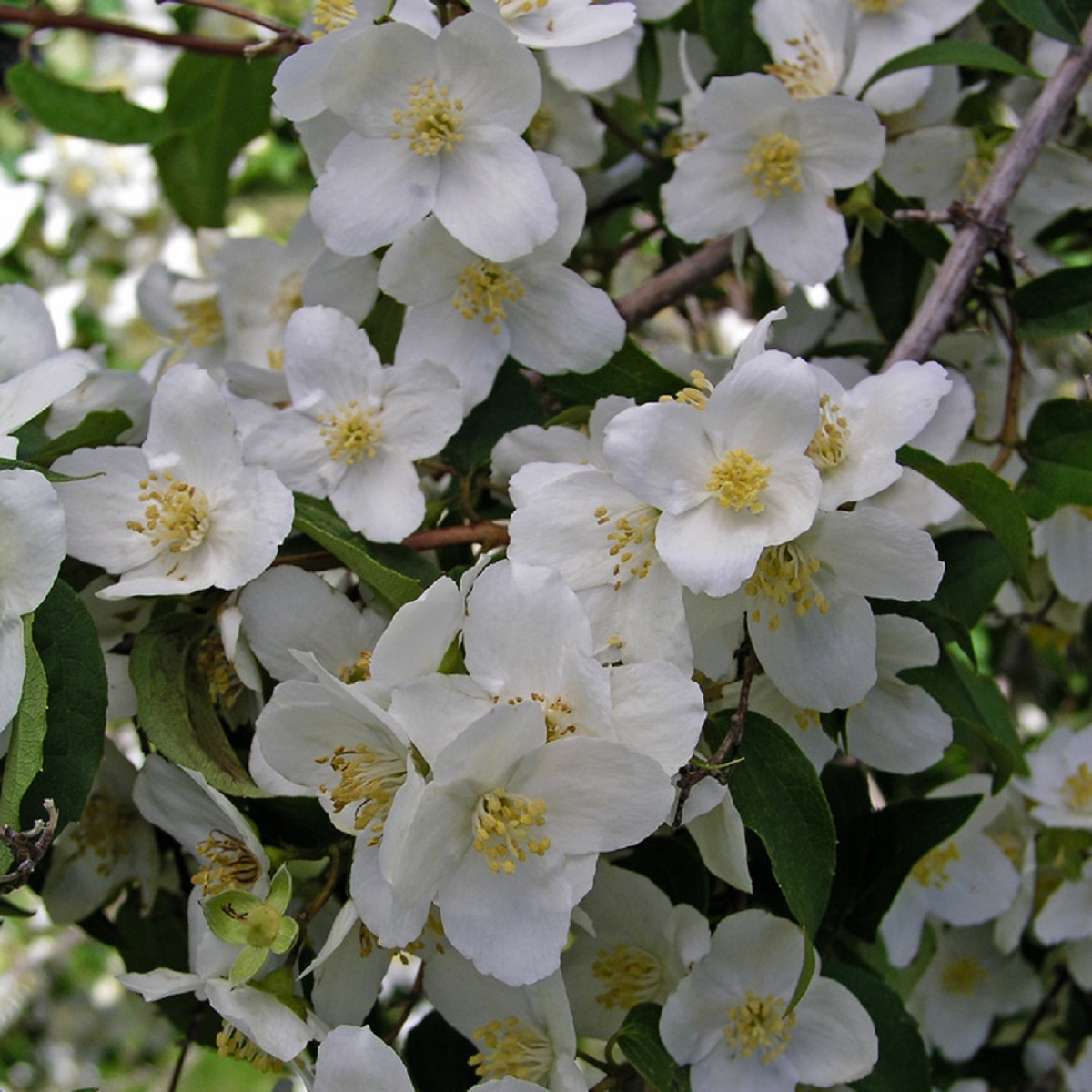 Philadelphus lewisii 'Waterton' buske - 3.5L