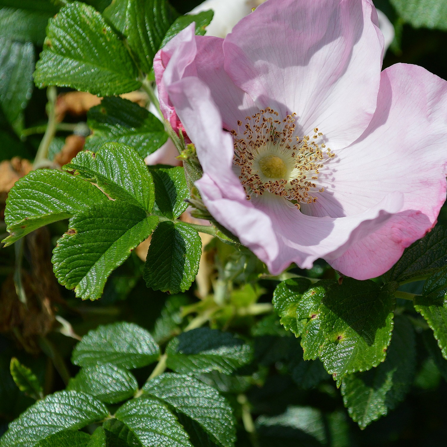 Rosa (Rugosa) 'Fru Dagmar Hastrup' 4L
