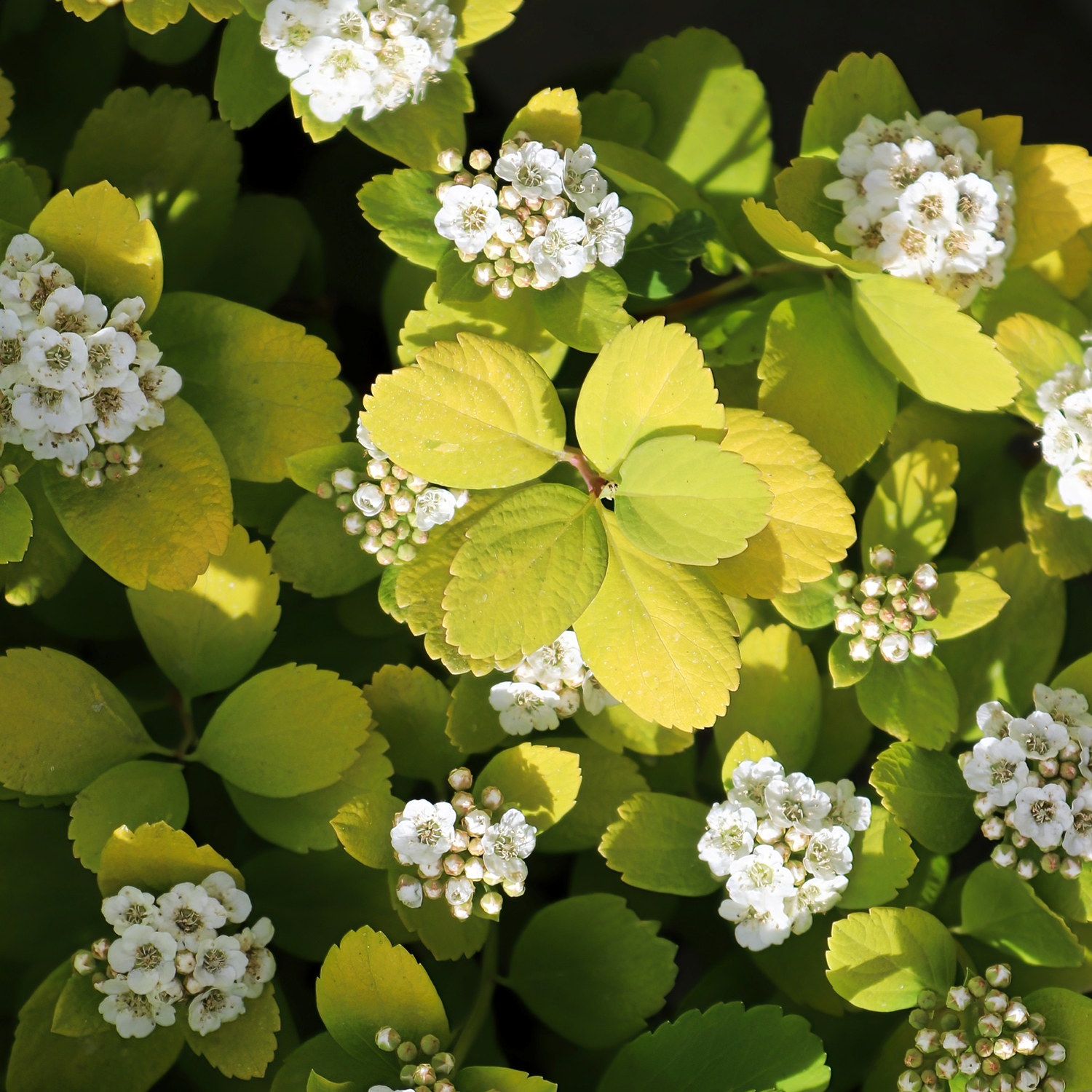 Spiraea betulifolia 'Tor Gold'