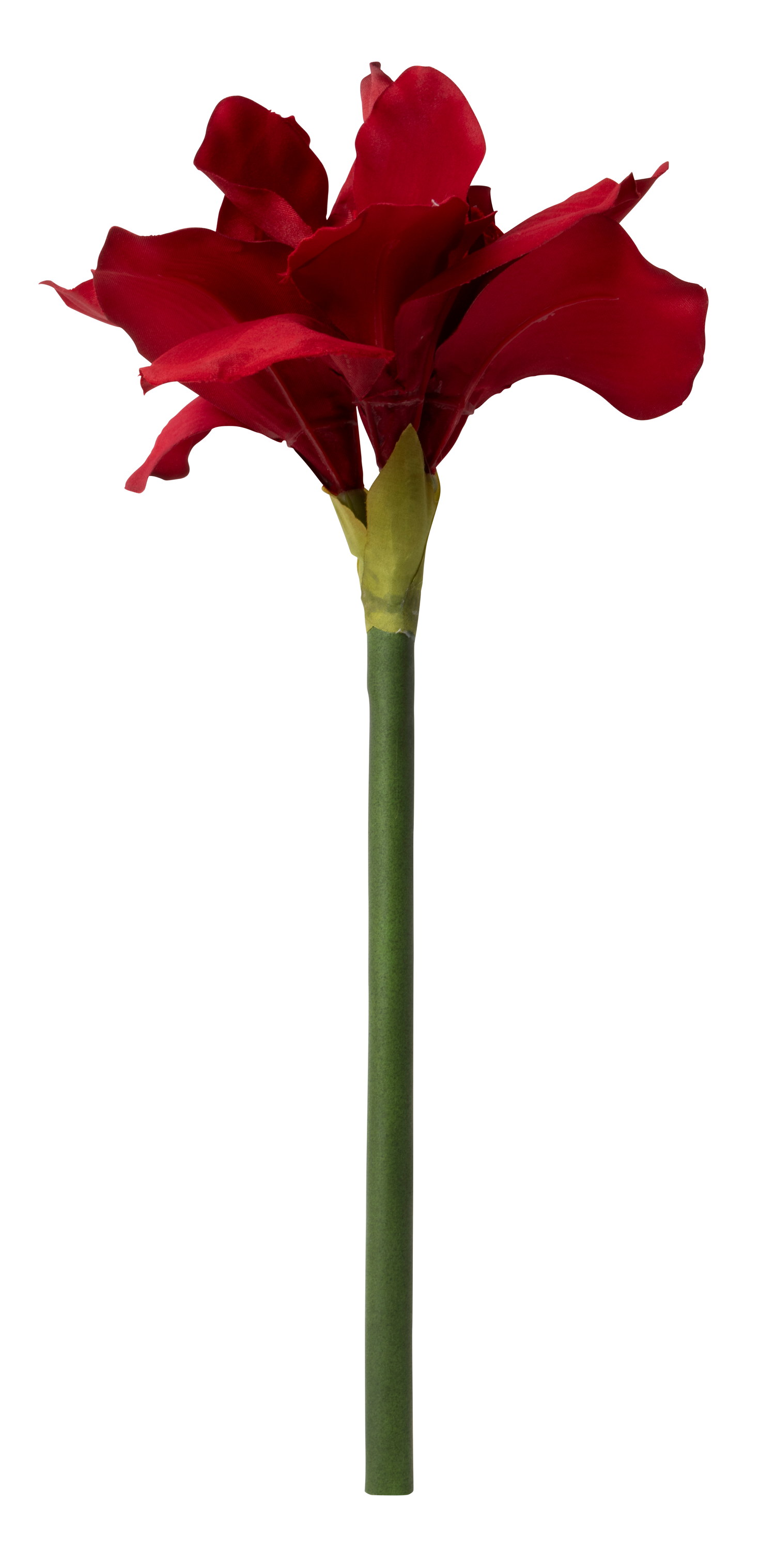Amaryllis cut flower H42 red