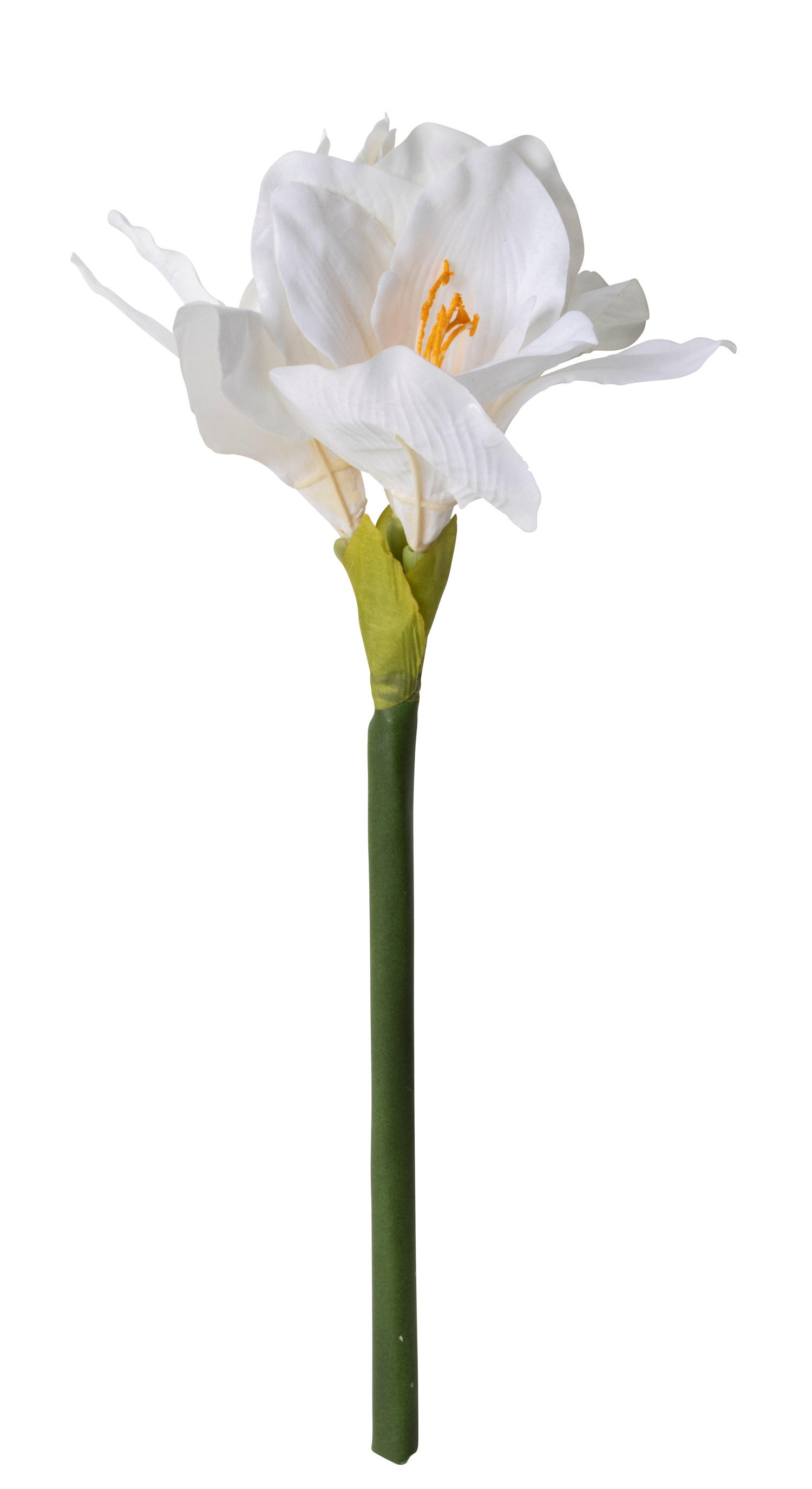 Amaryllis cut flower H42 white