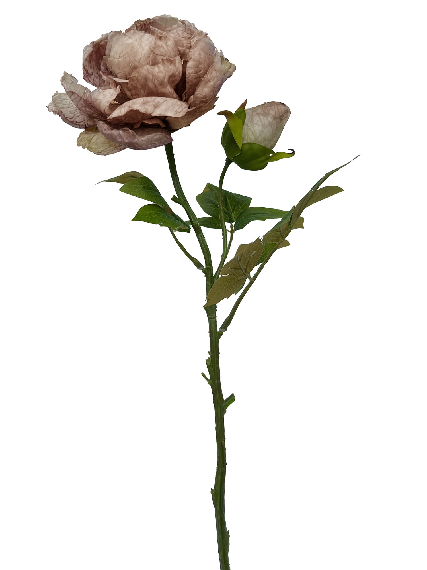 Peony cut flower H62 brown
