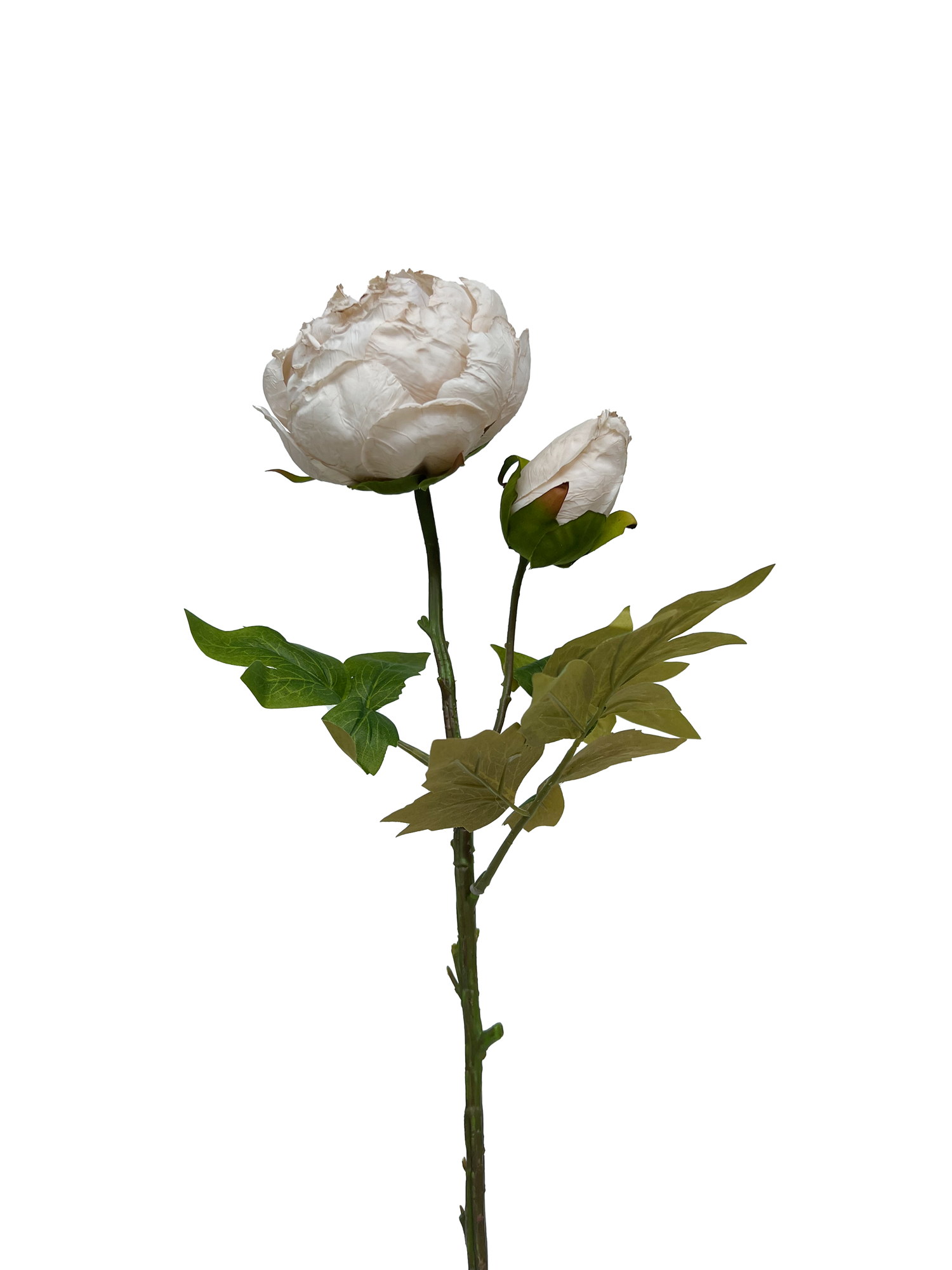 Peony cut flower H62 beige