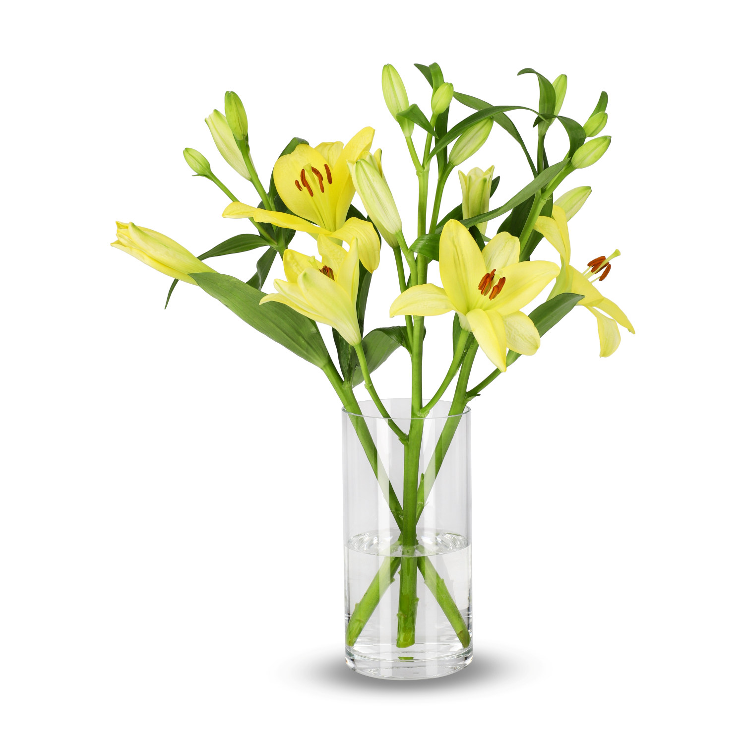 Asiatiska liljor 3-pack