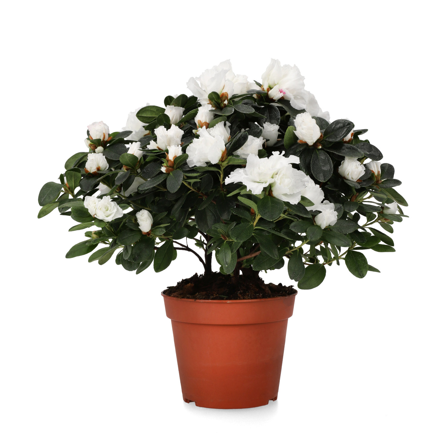 Rhododendron simsii White 15 cm