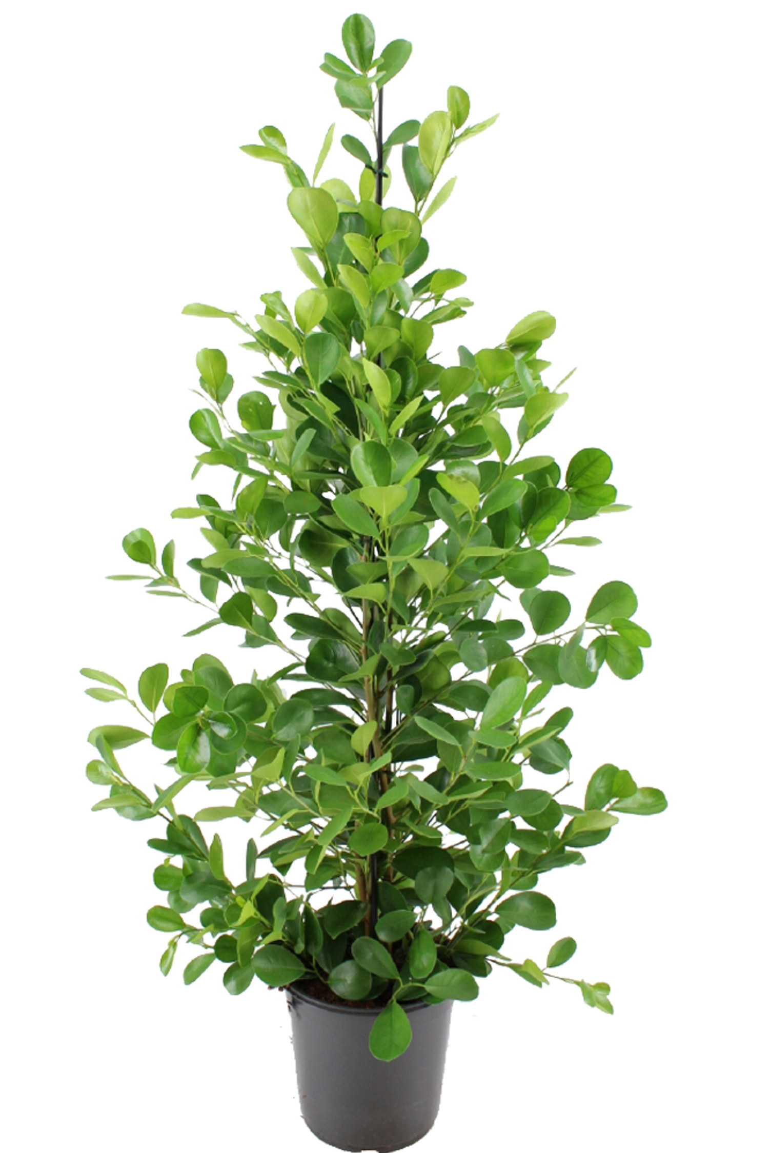 Ficus microcarpa 'Moclame'