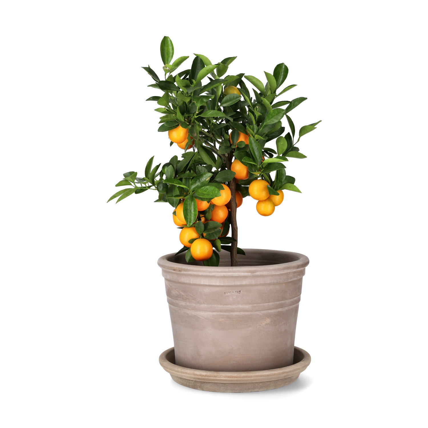 Mastello saucer D25 terracotta grey