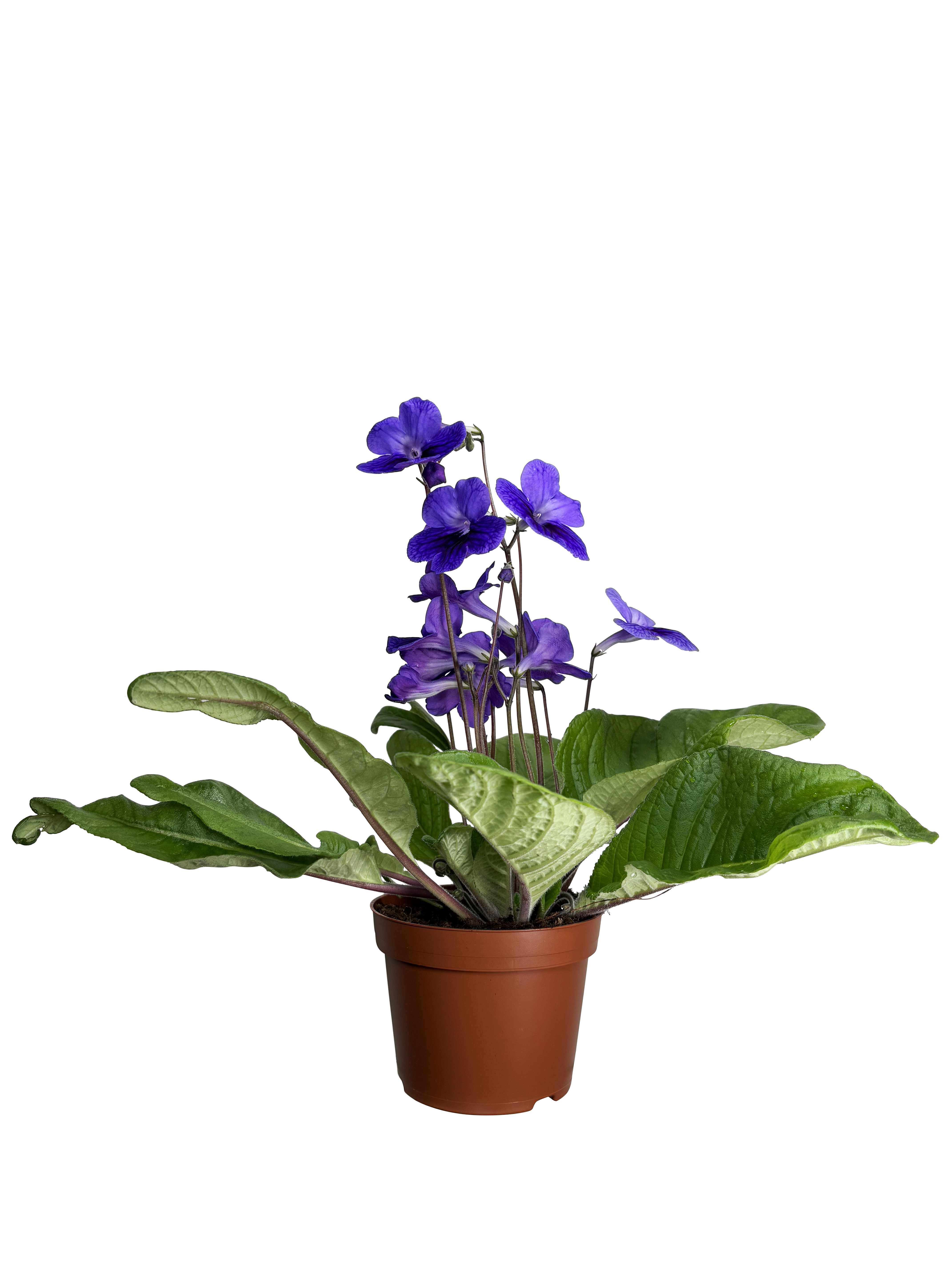 Streptocarpus 