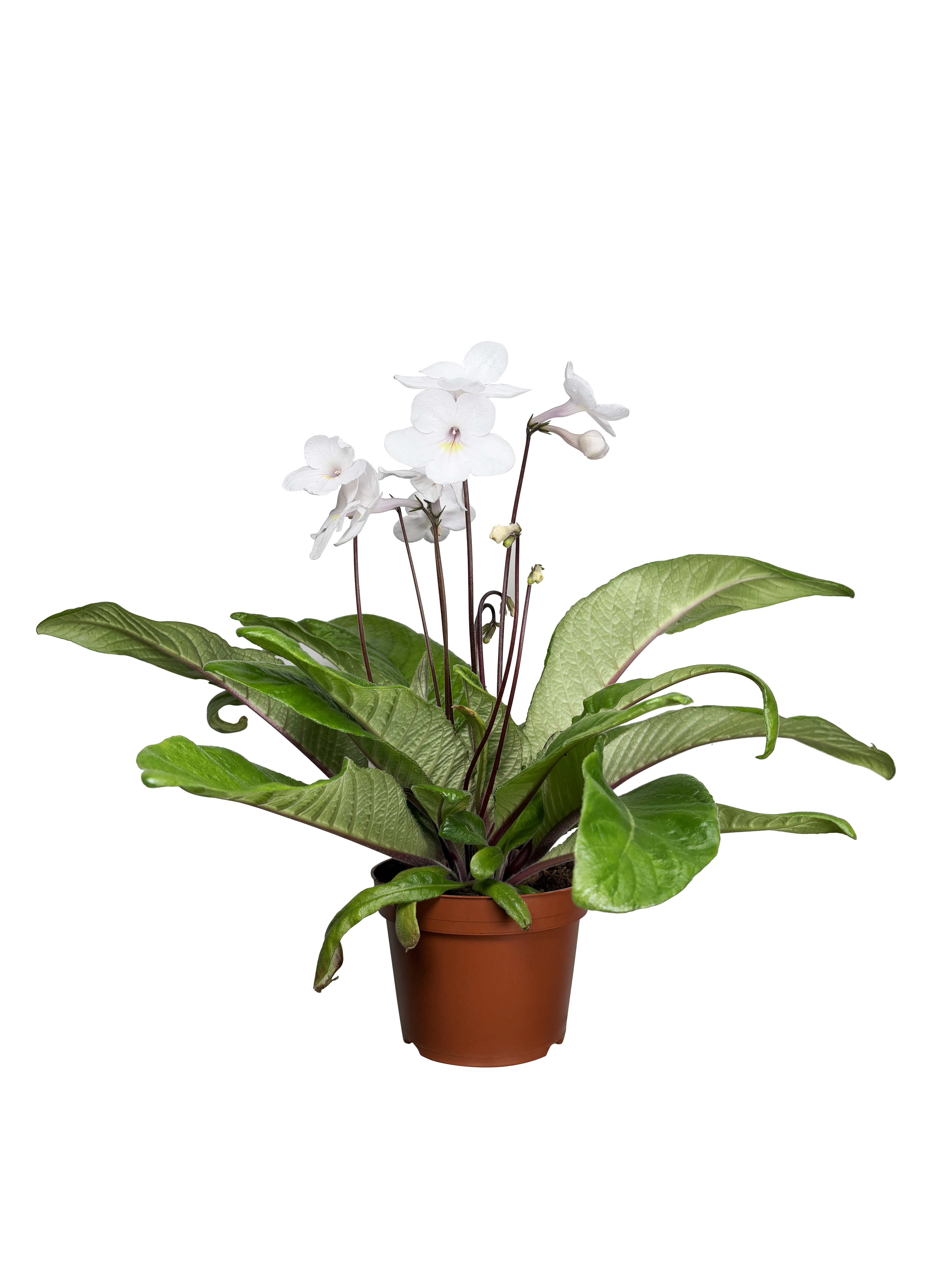 Streptocarpus 