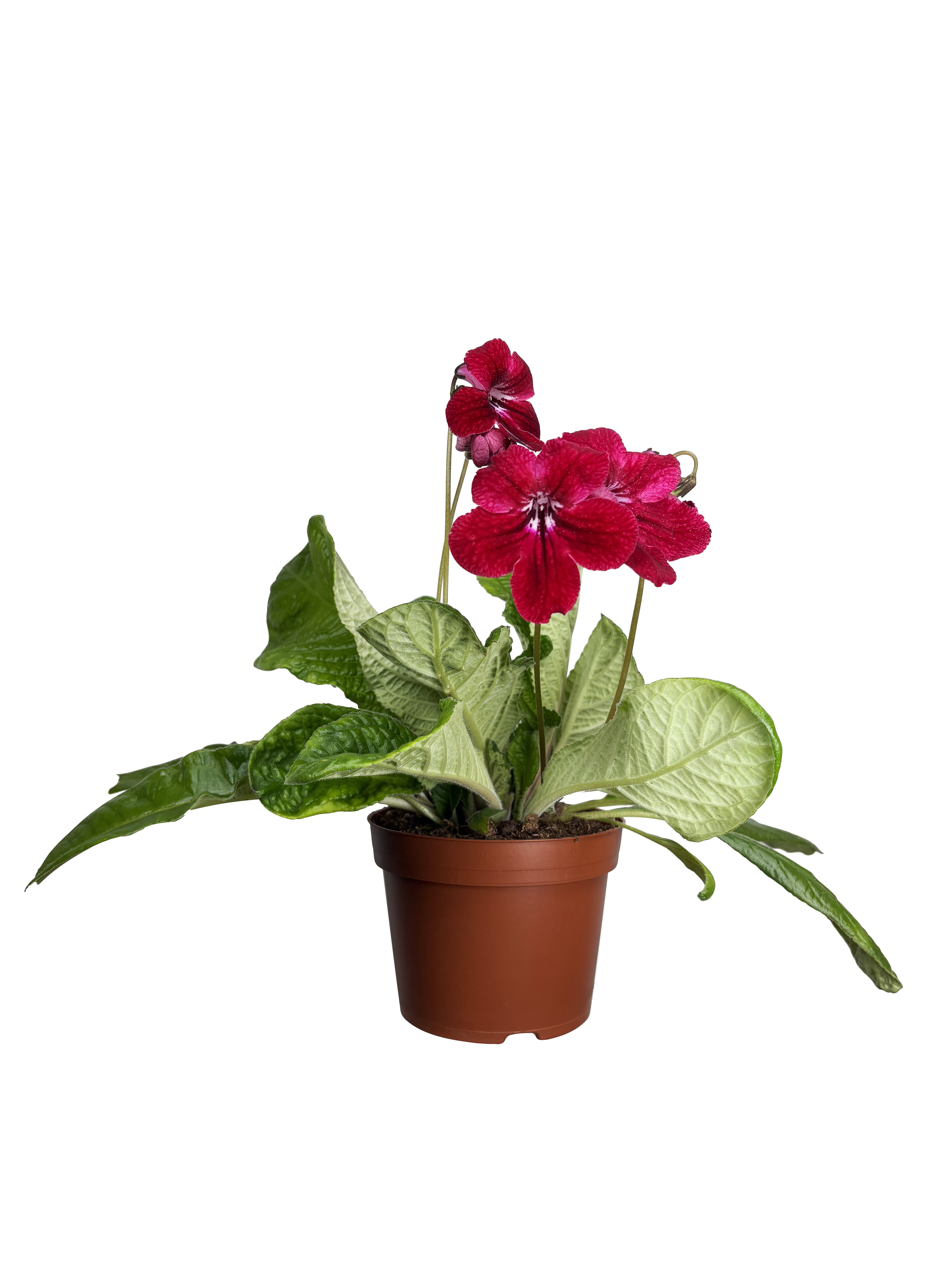 Streptocarpus 