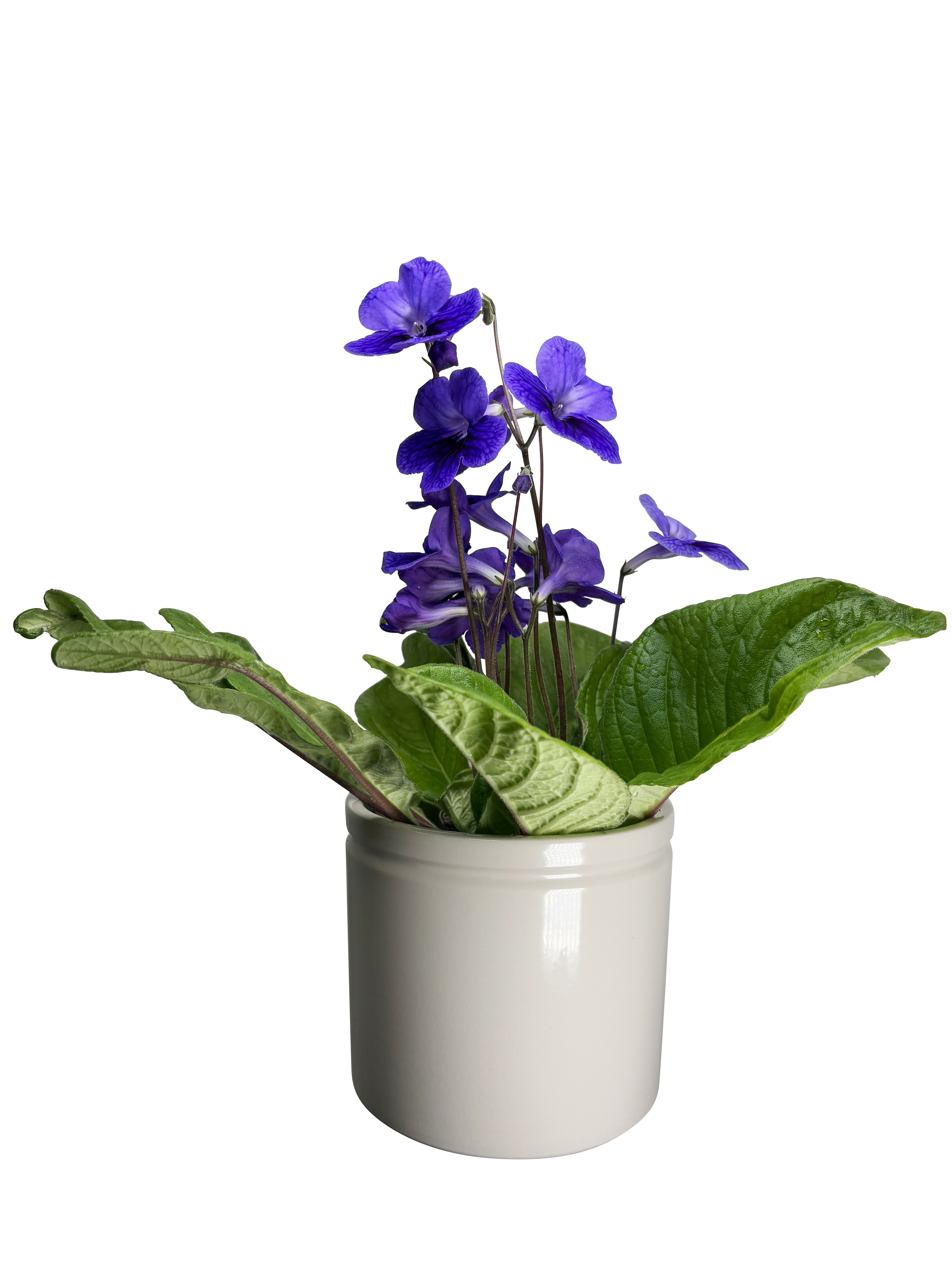 Streptocarpus 
