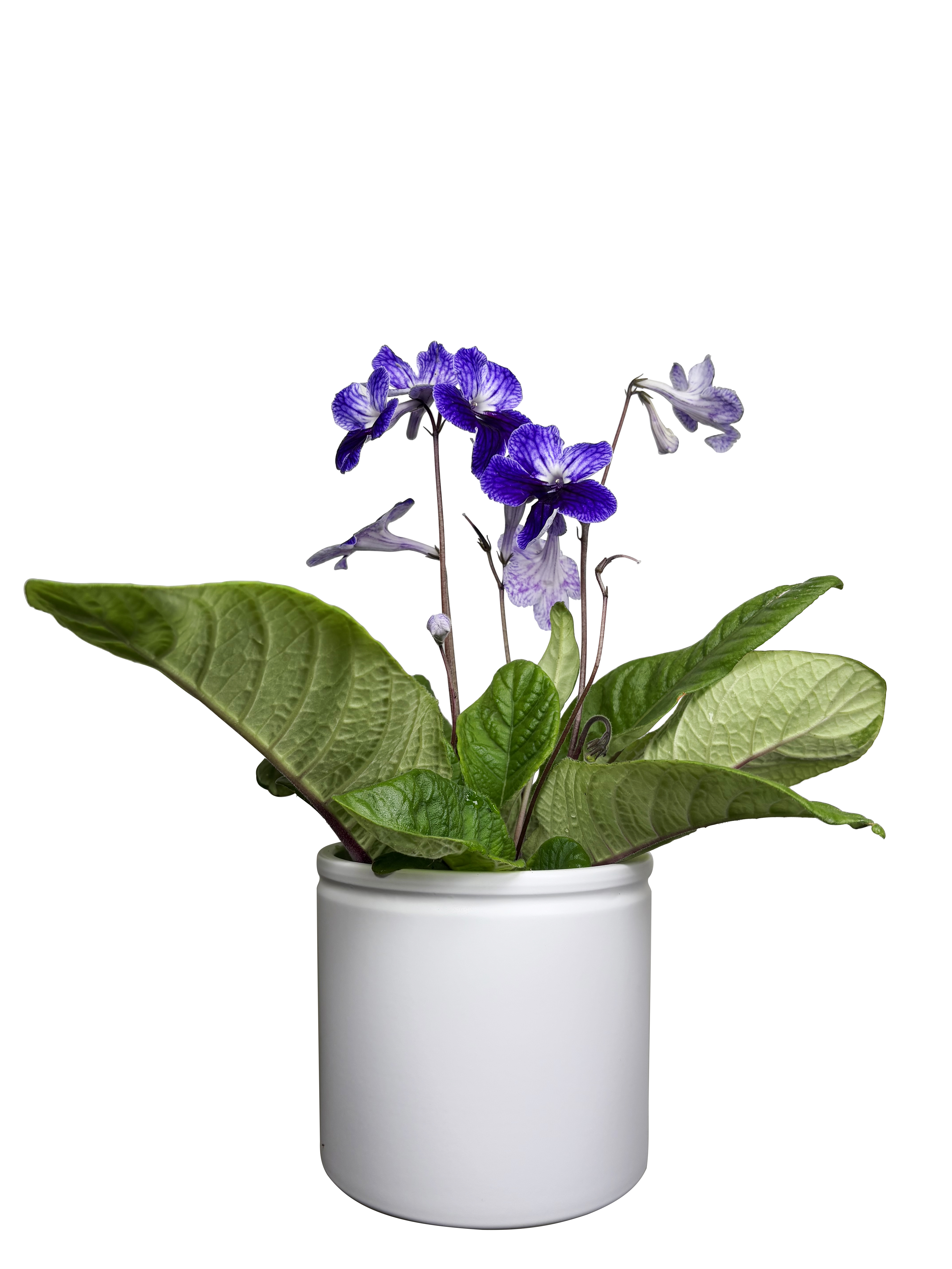 Streptocarpus 
