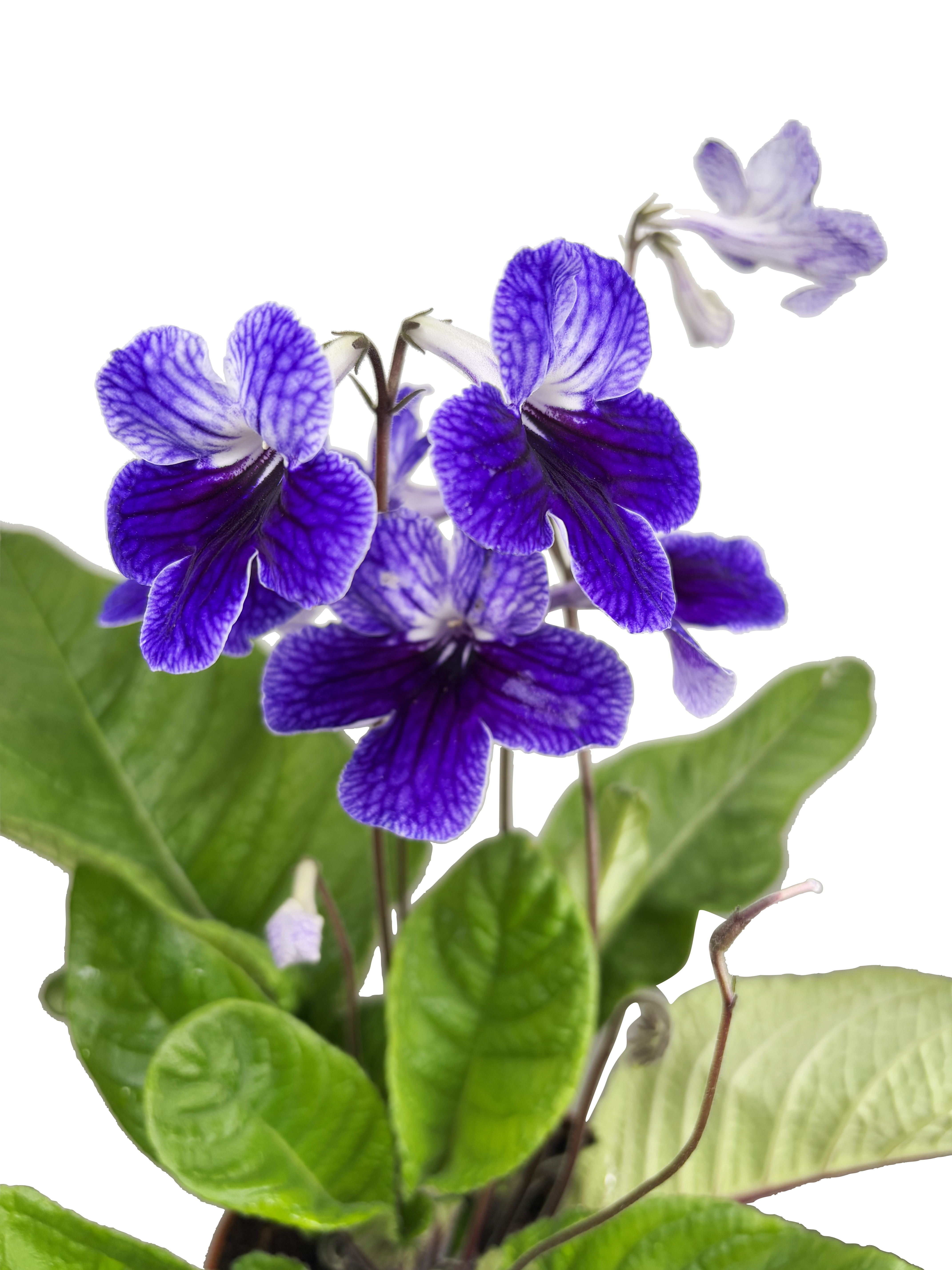 Streptocarpus 