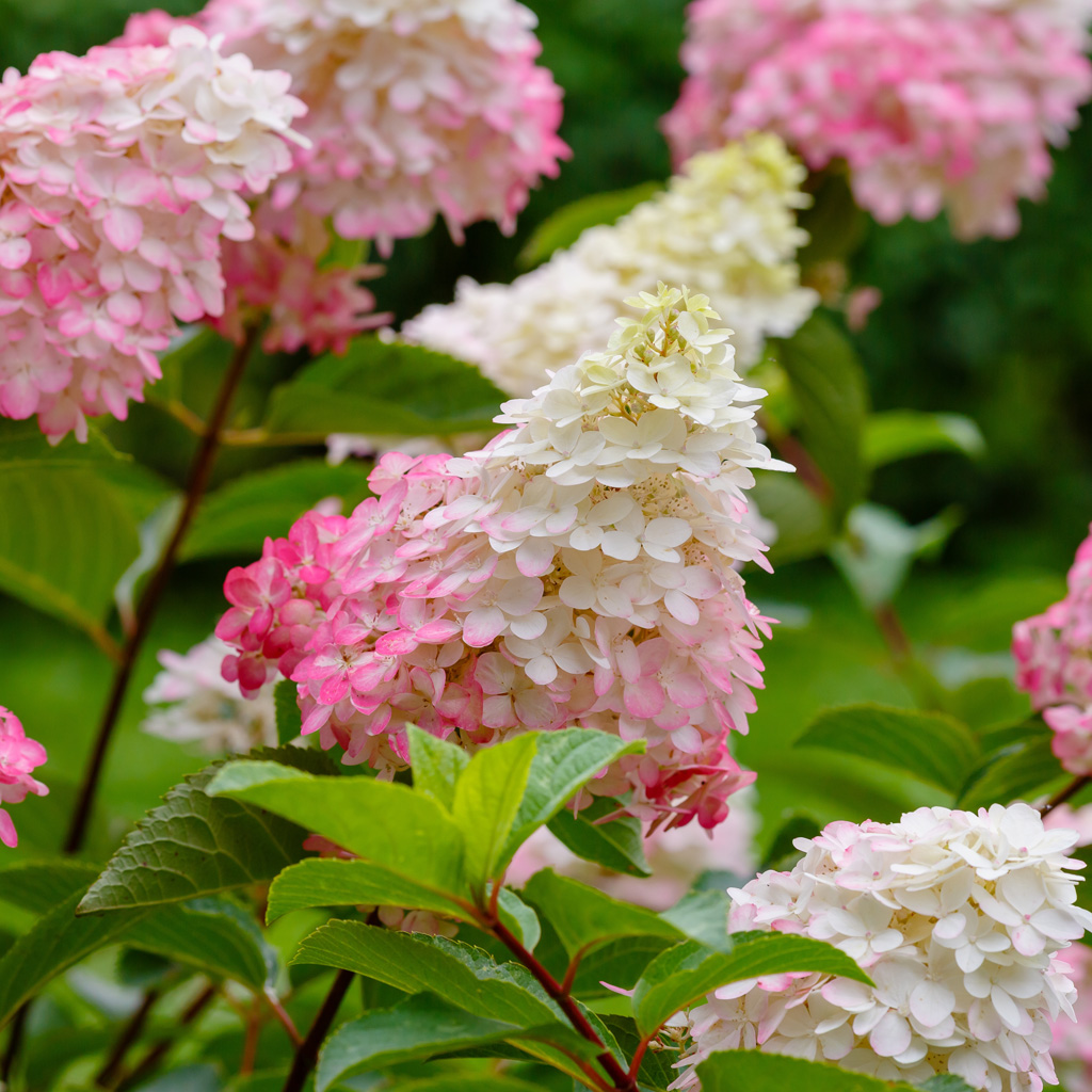Vipphortensia Plantering Och Sk tsel Plantagen