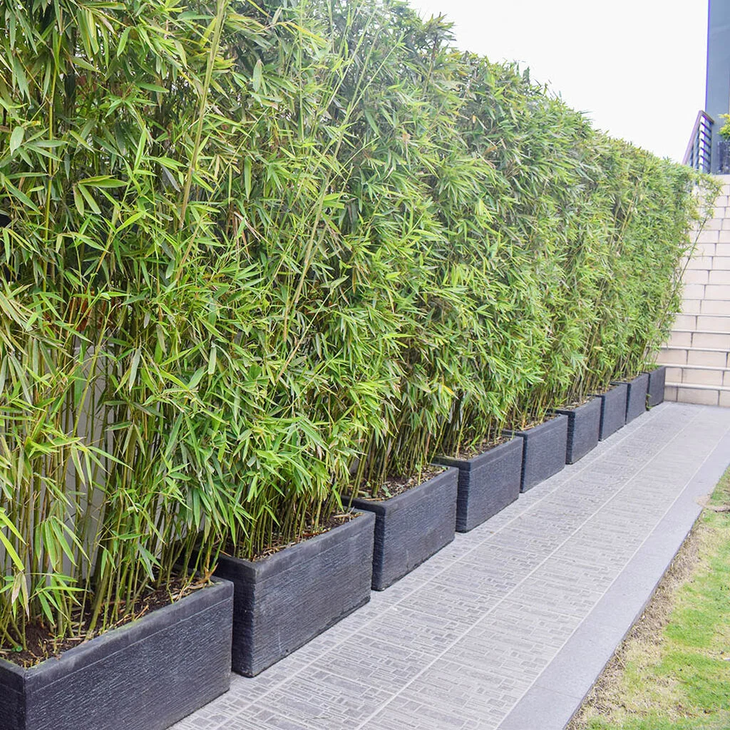 Bambus  planting og stell | Plantasjen