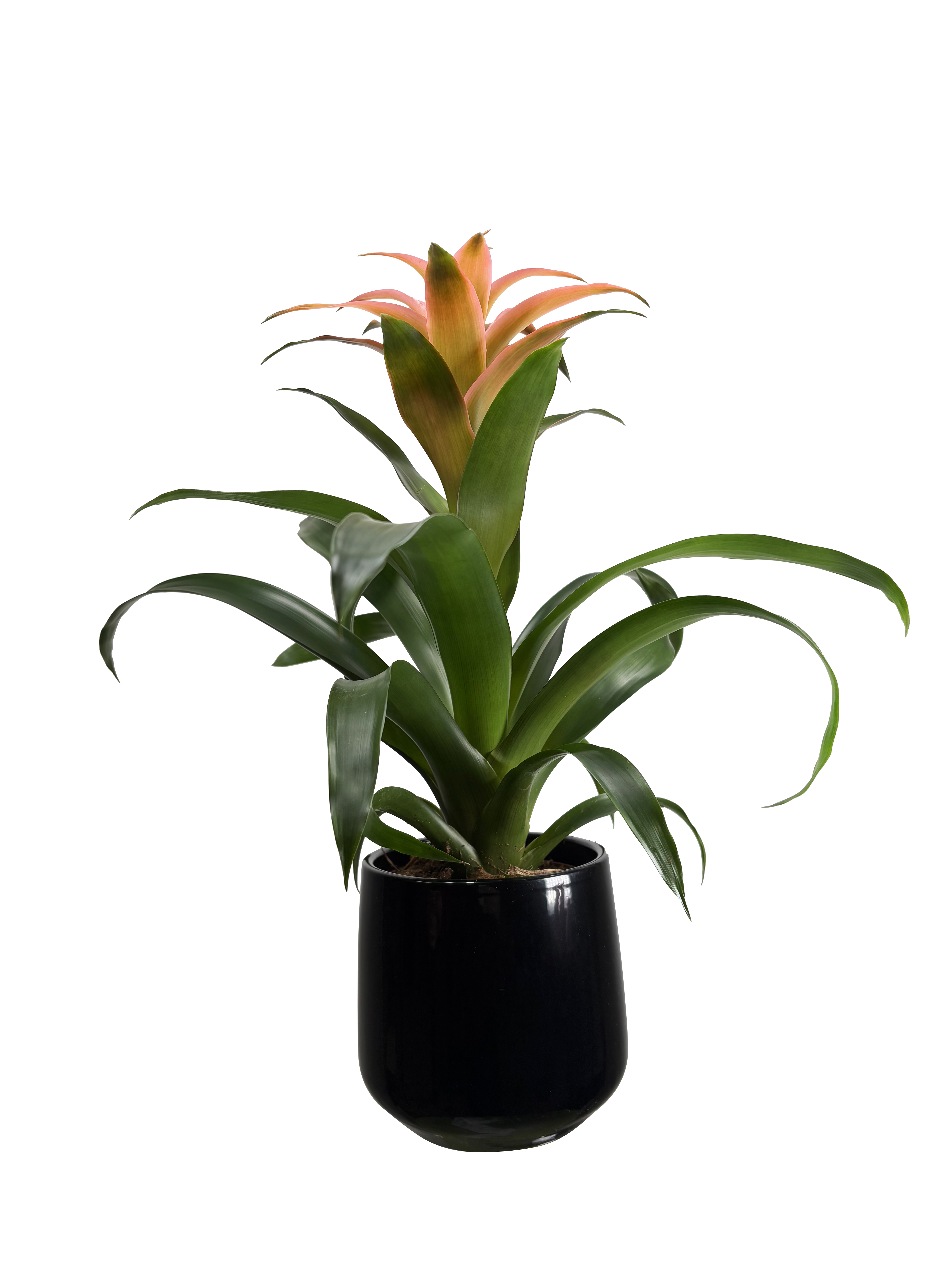 Guzmania mix