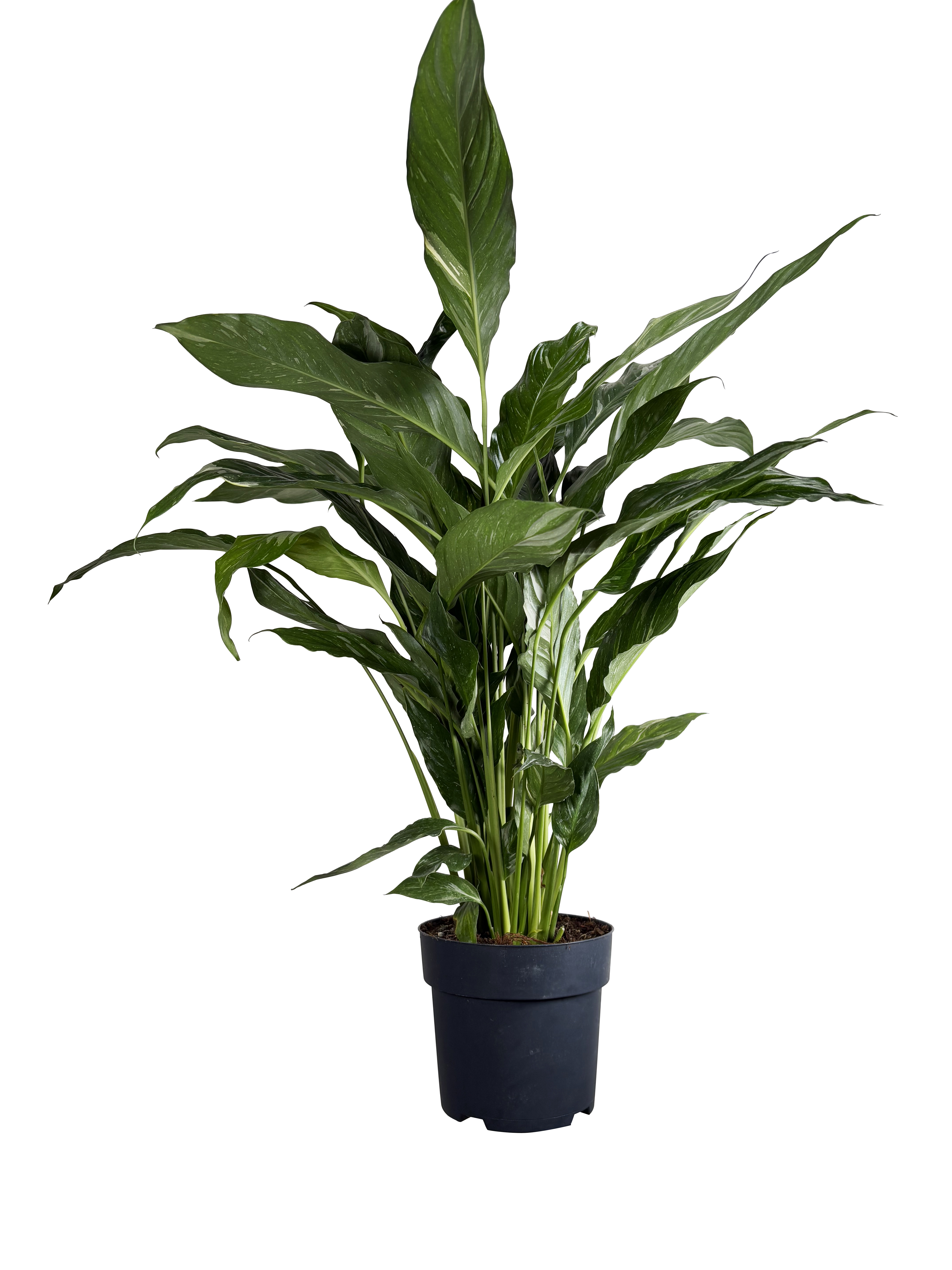 Fredslilje 'Diamond'