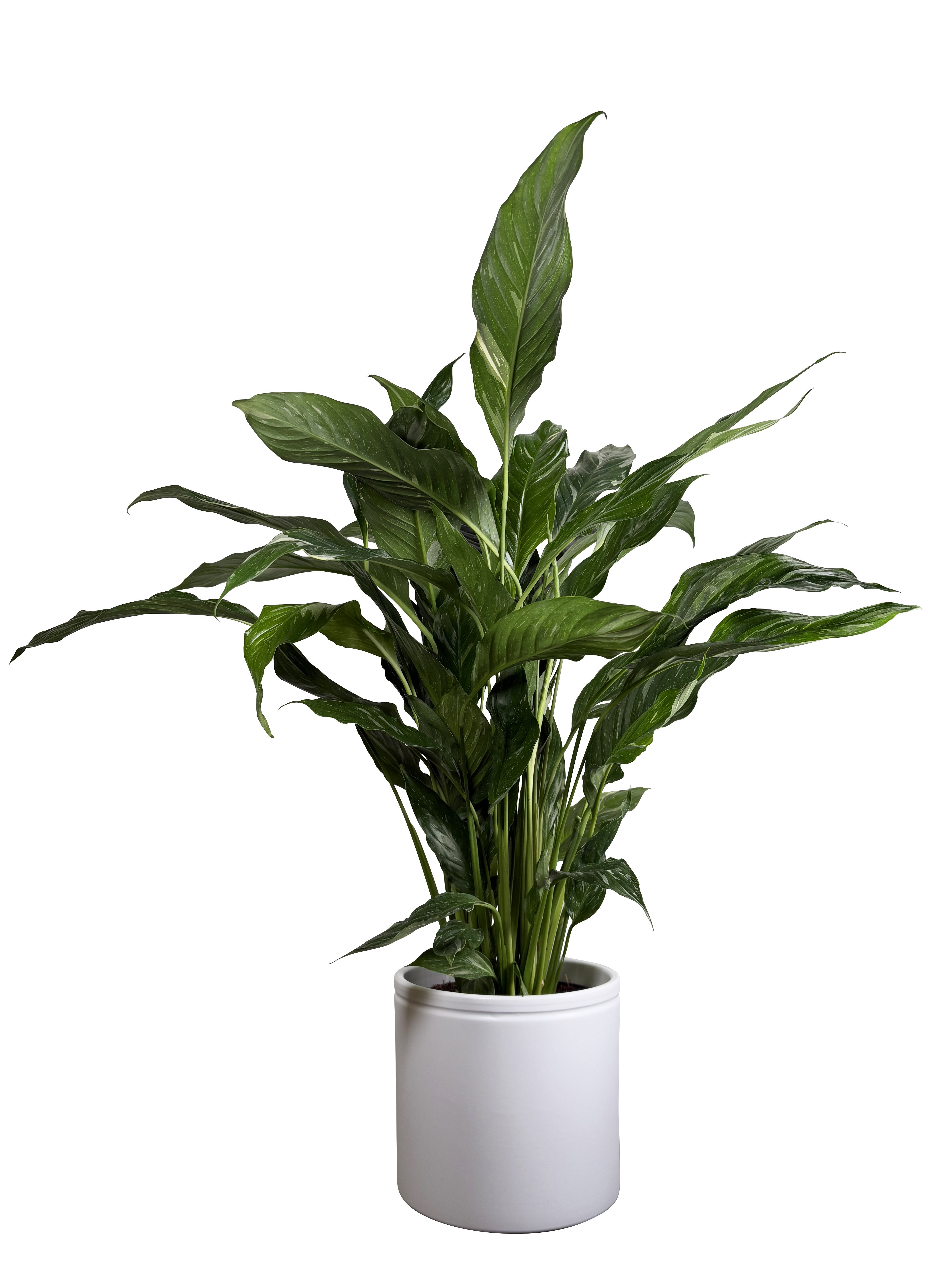 Fredslilje 'Diamond'