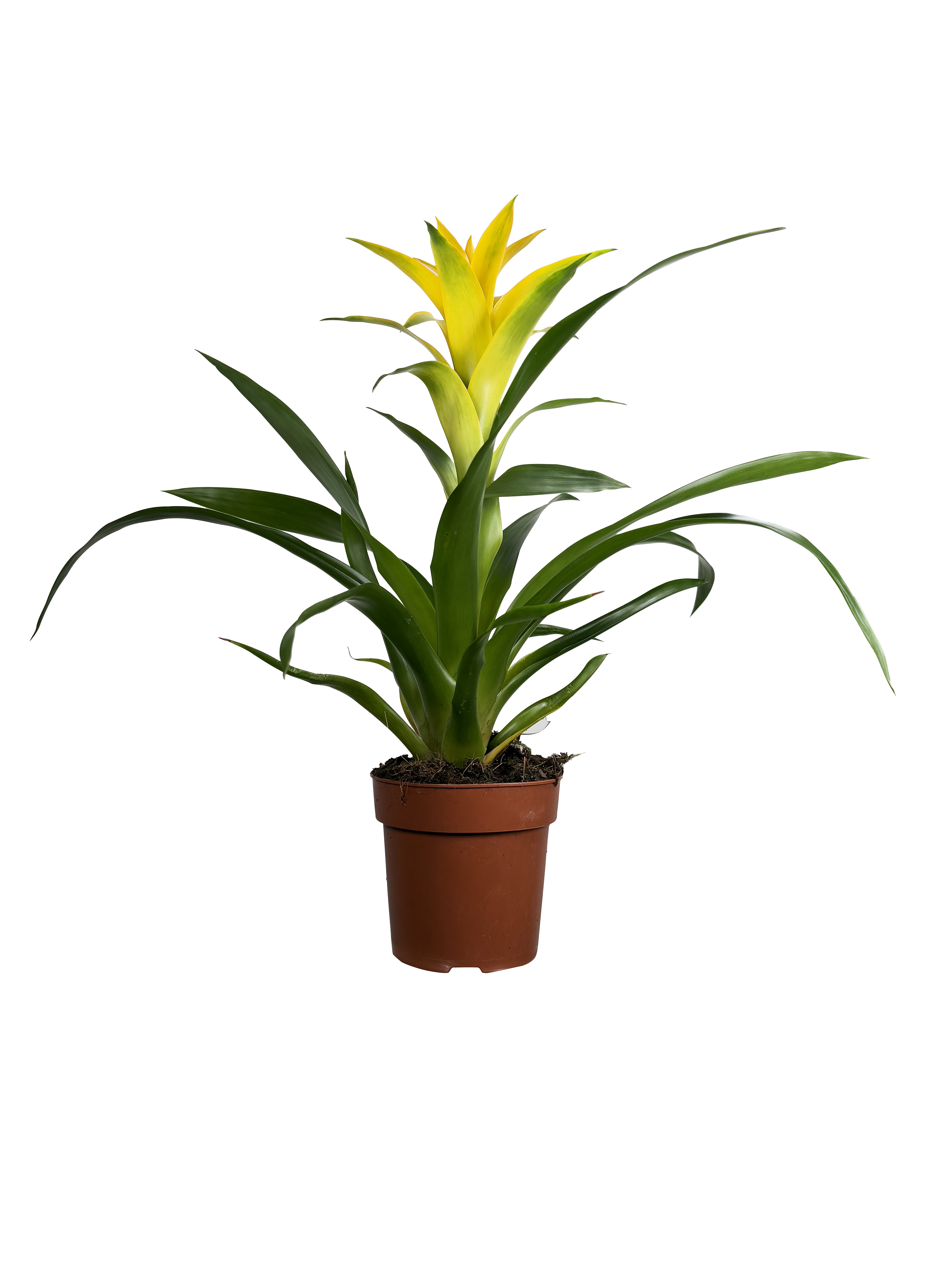 Guzmania mix