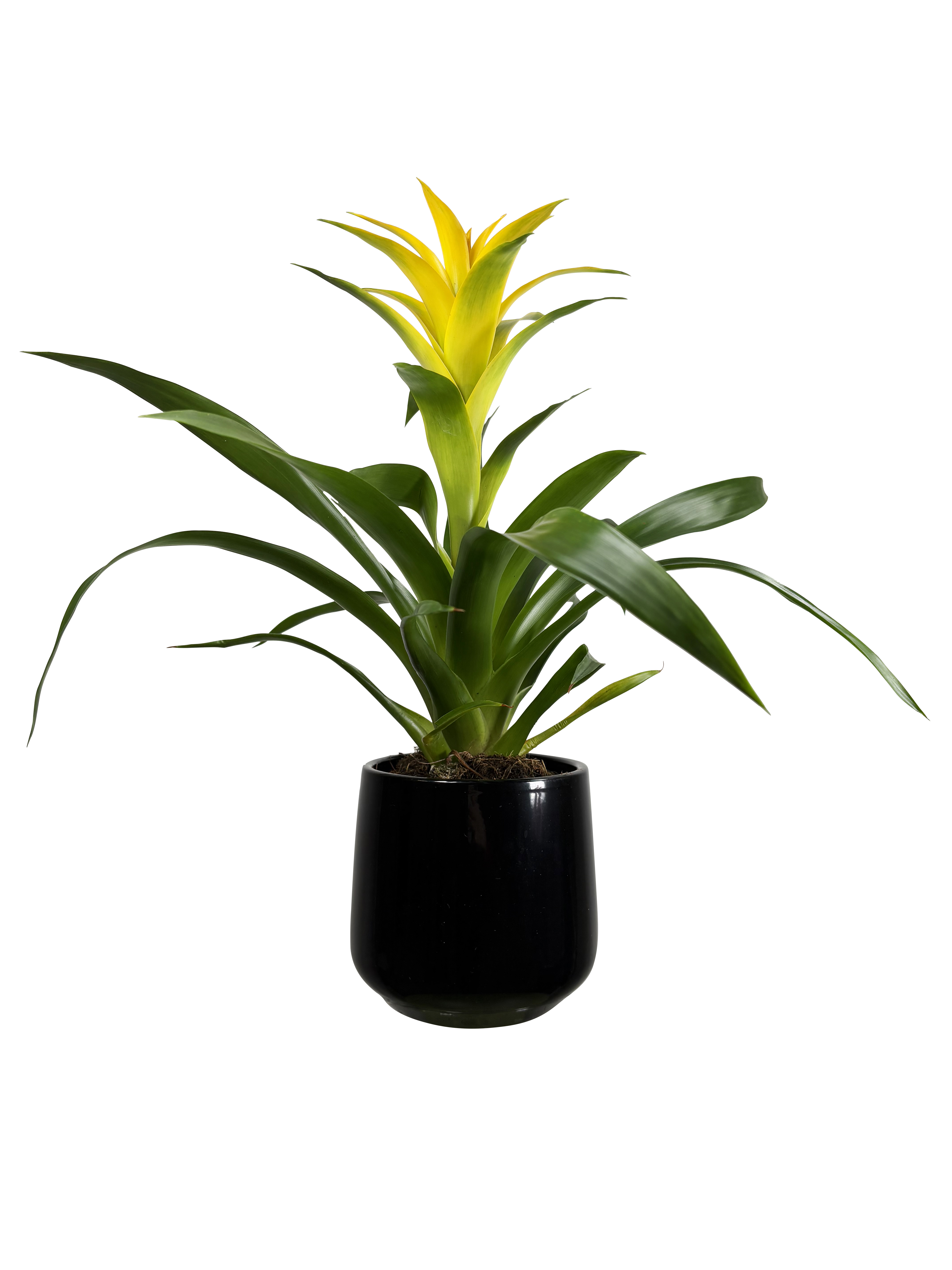 Guzmania mix