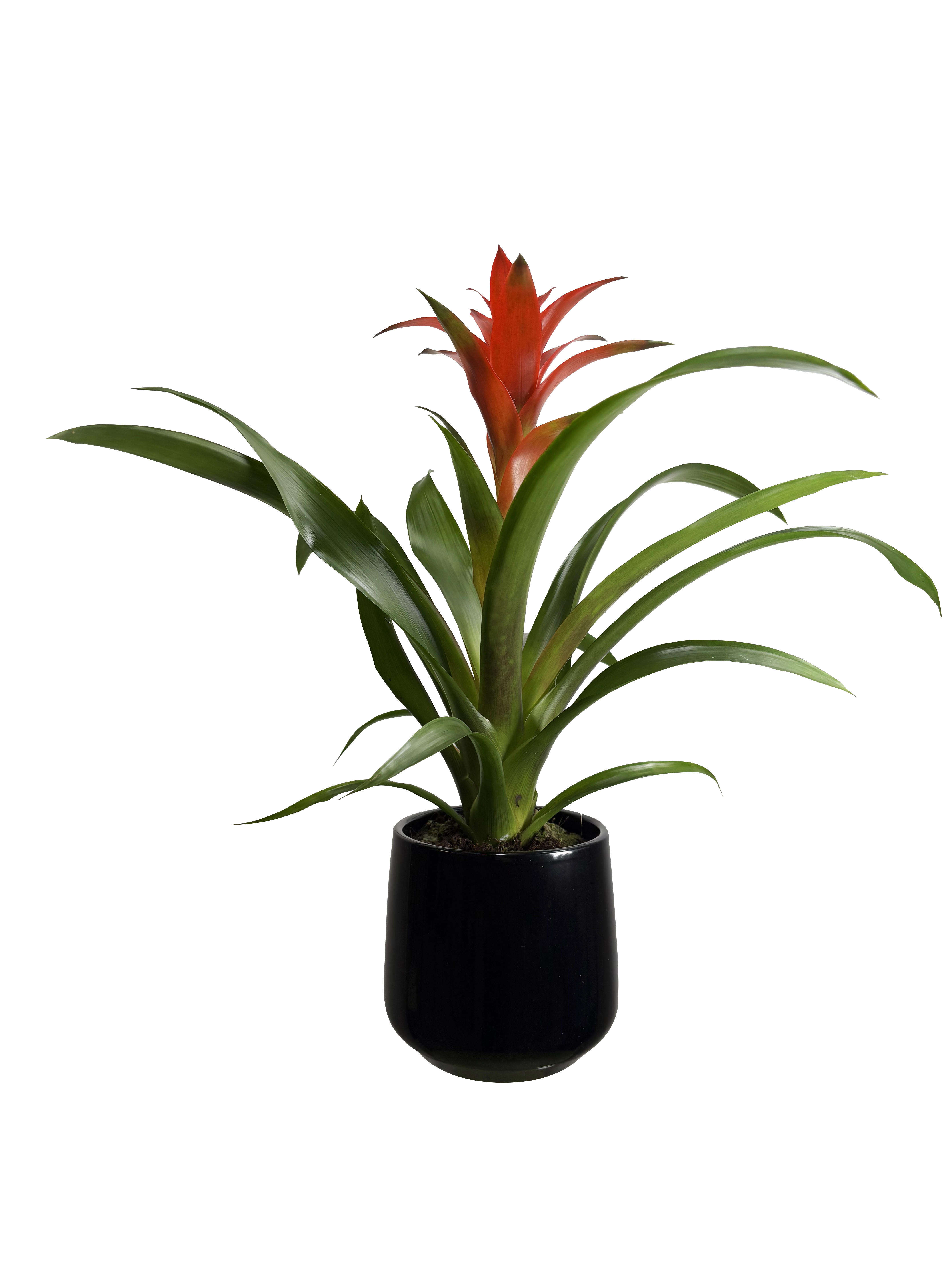 Guzmania mix