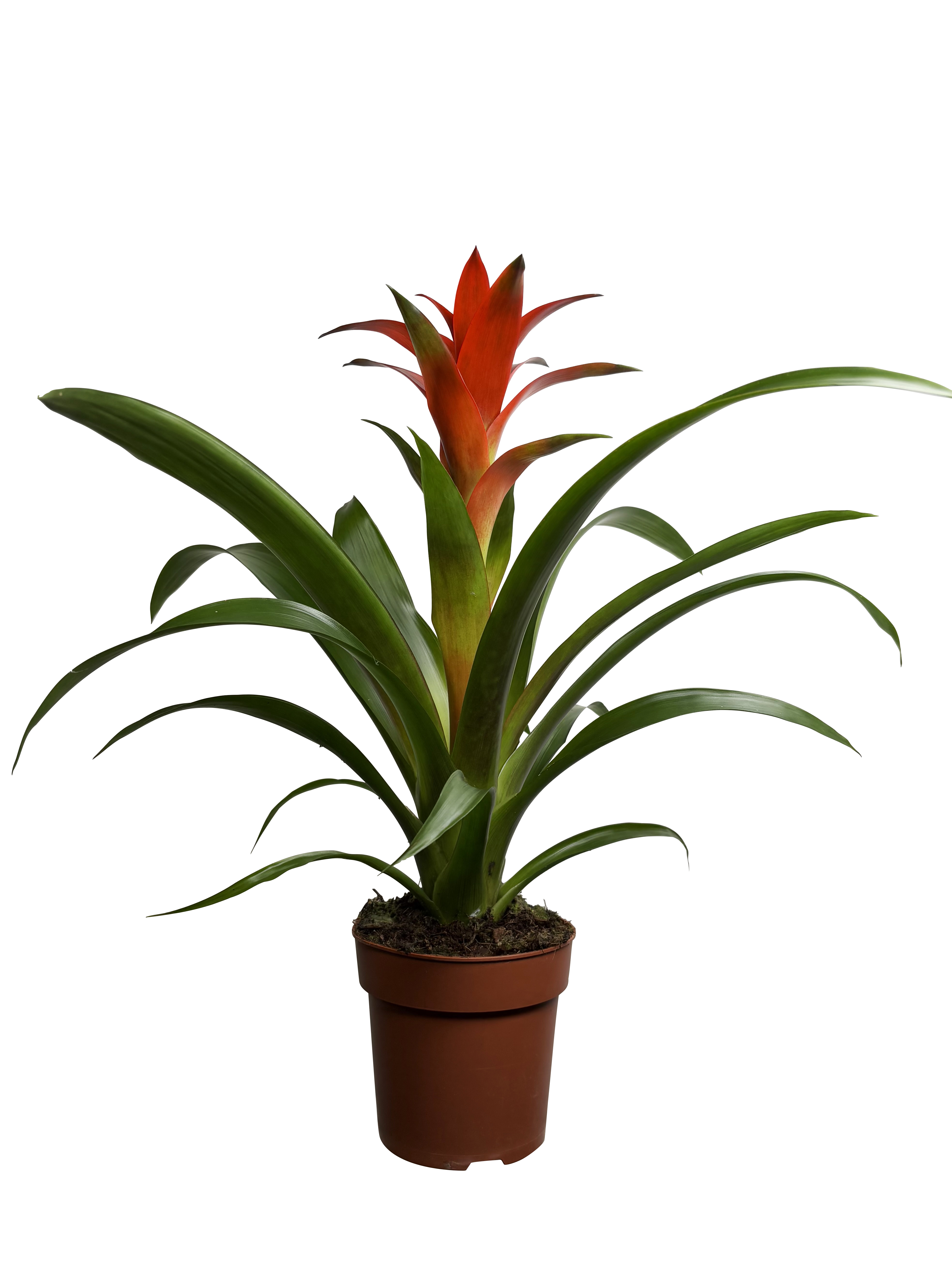 Guzmania mix